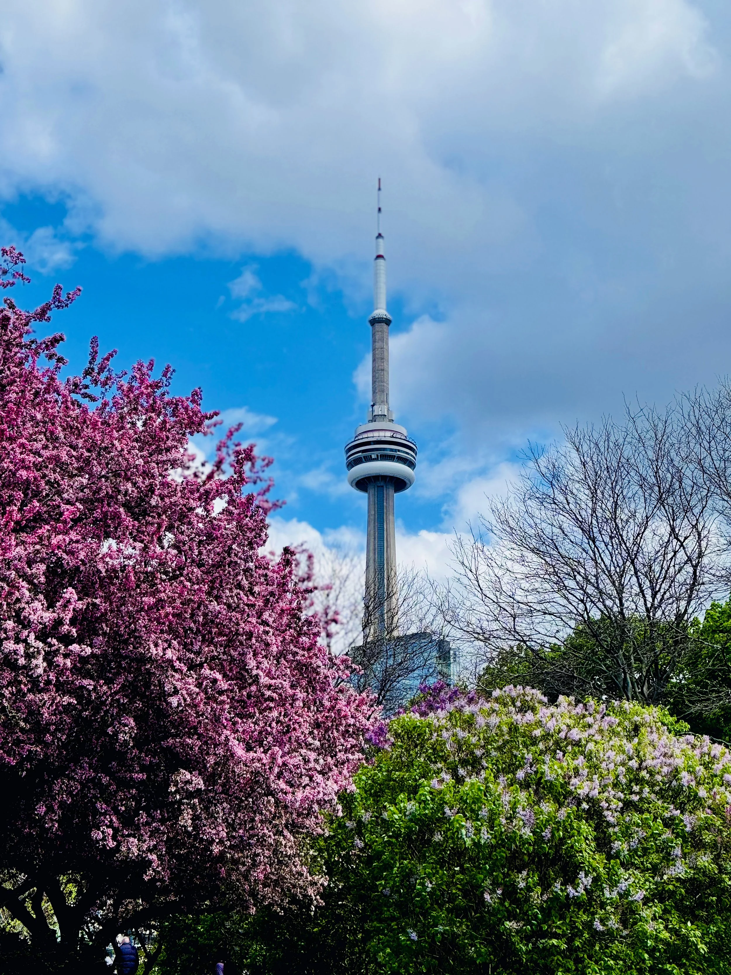 CN Tower and cherry blossoms
