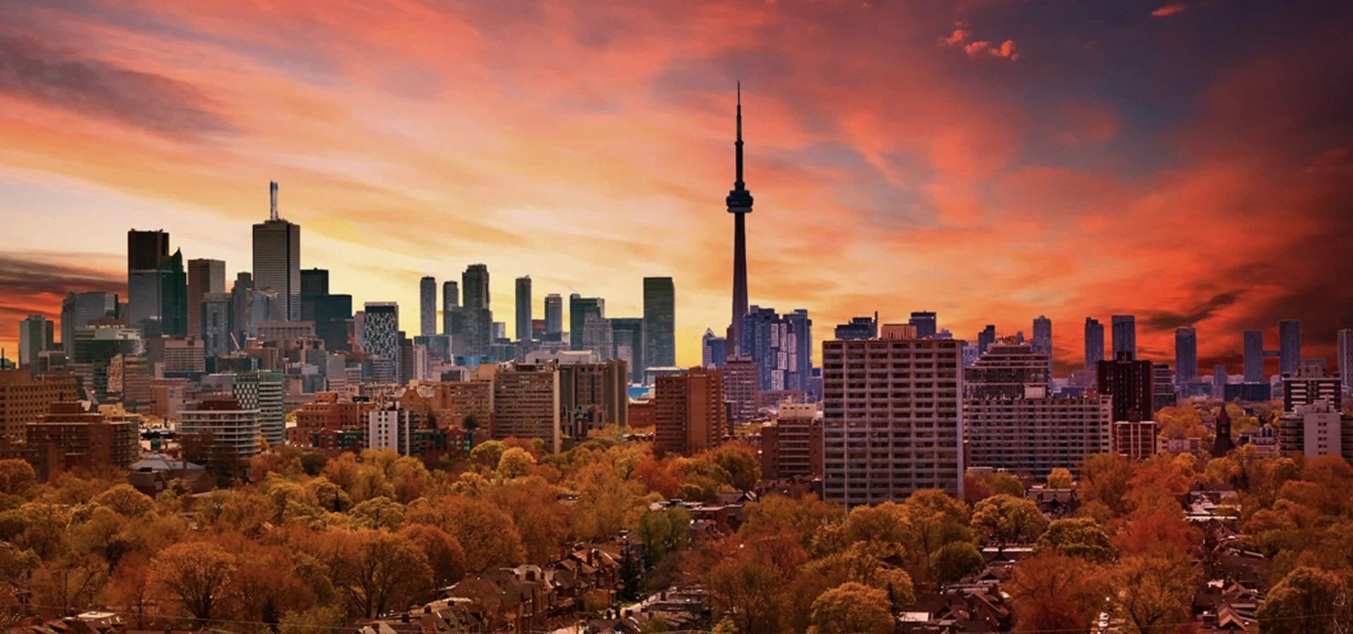 CN Tower and cherry blossoms