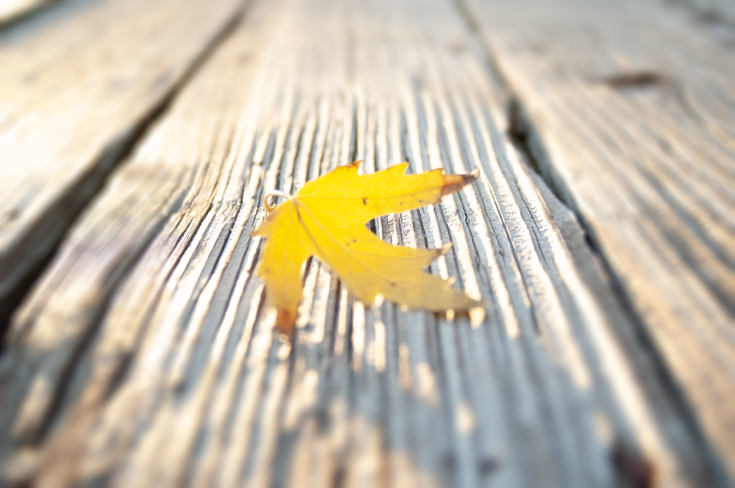 leaf.png
