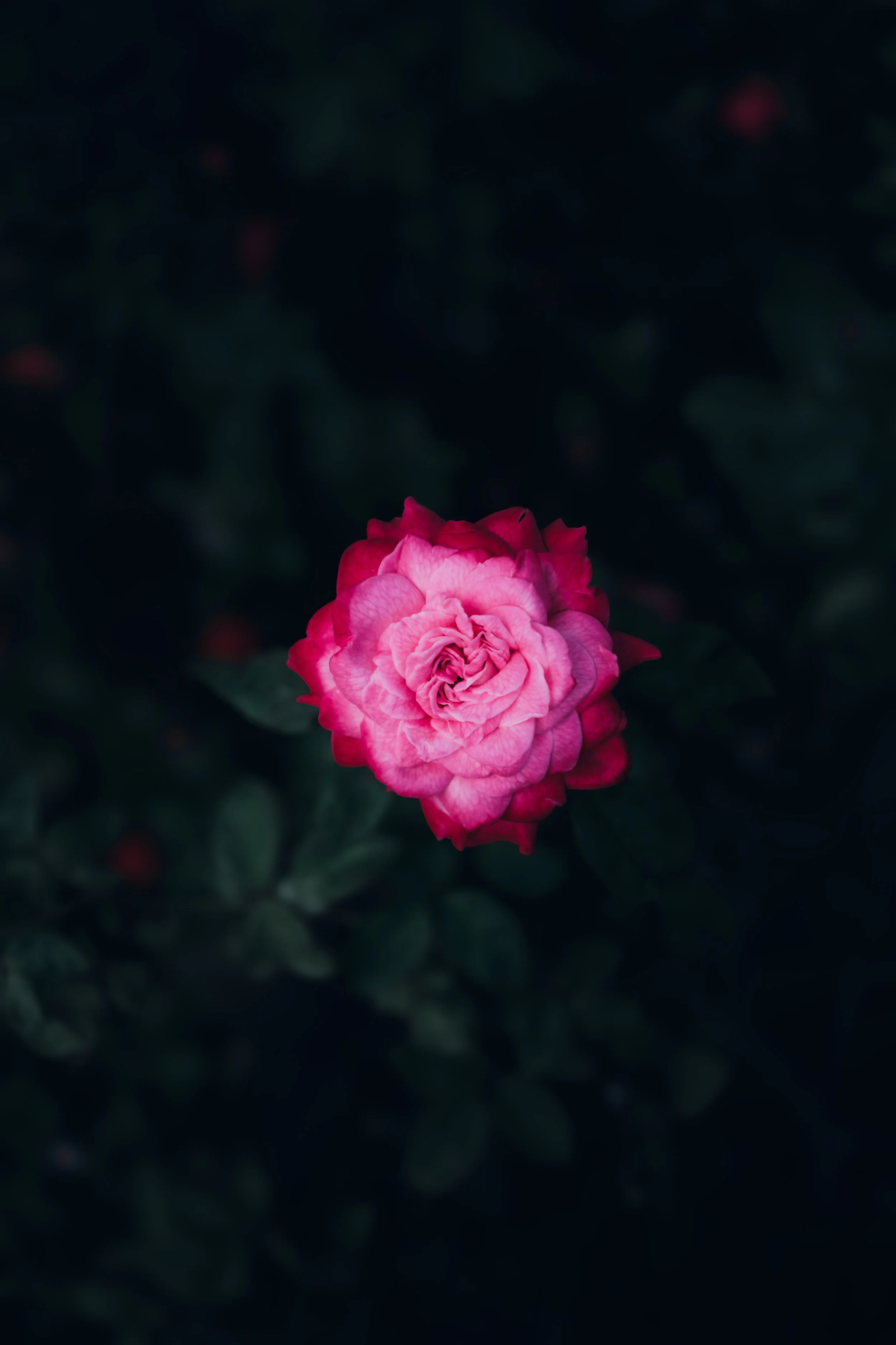 DSCF8793.jpg