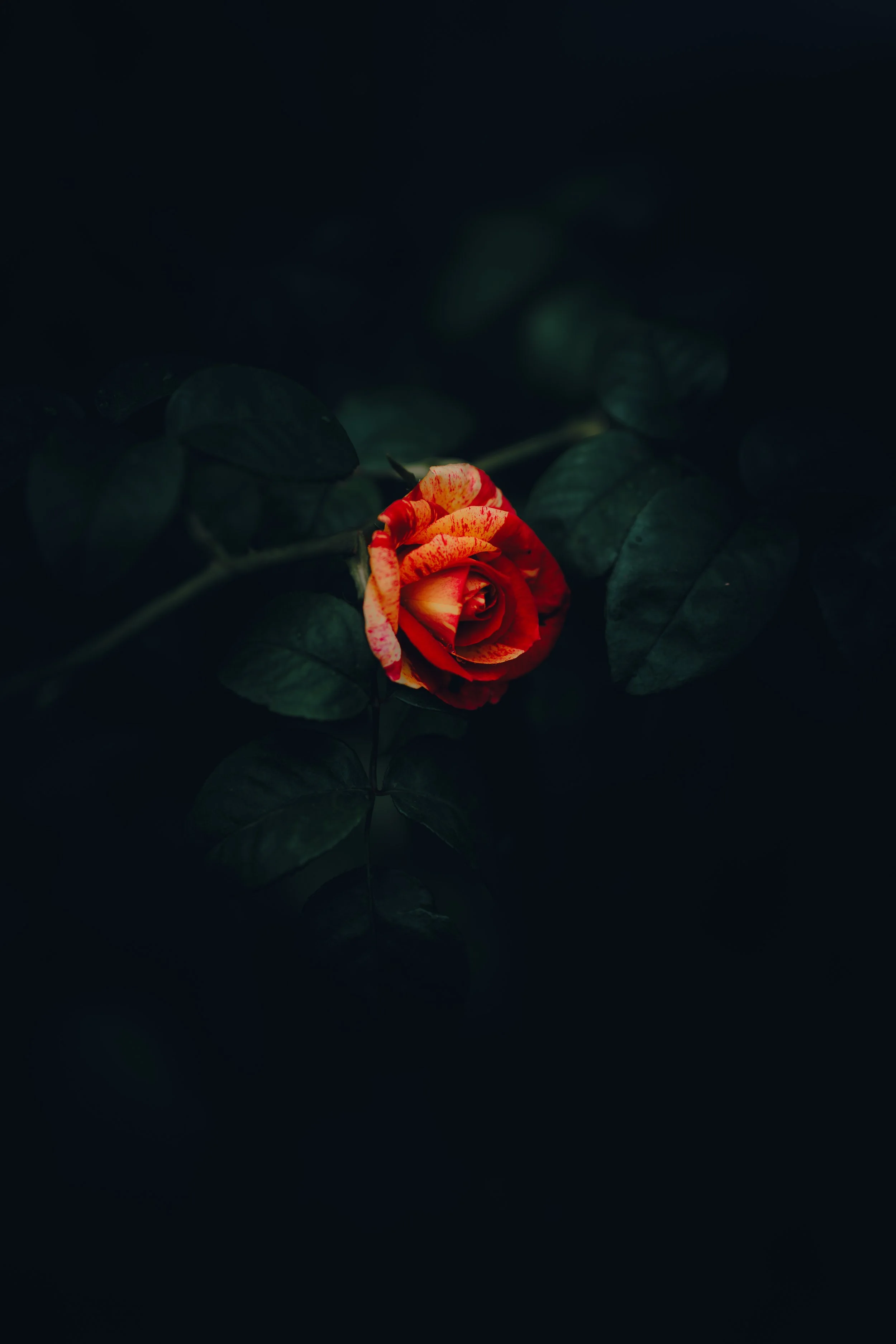 2U0A6403.jpg