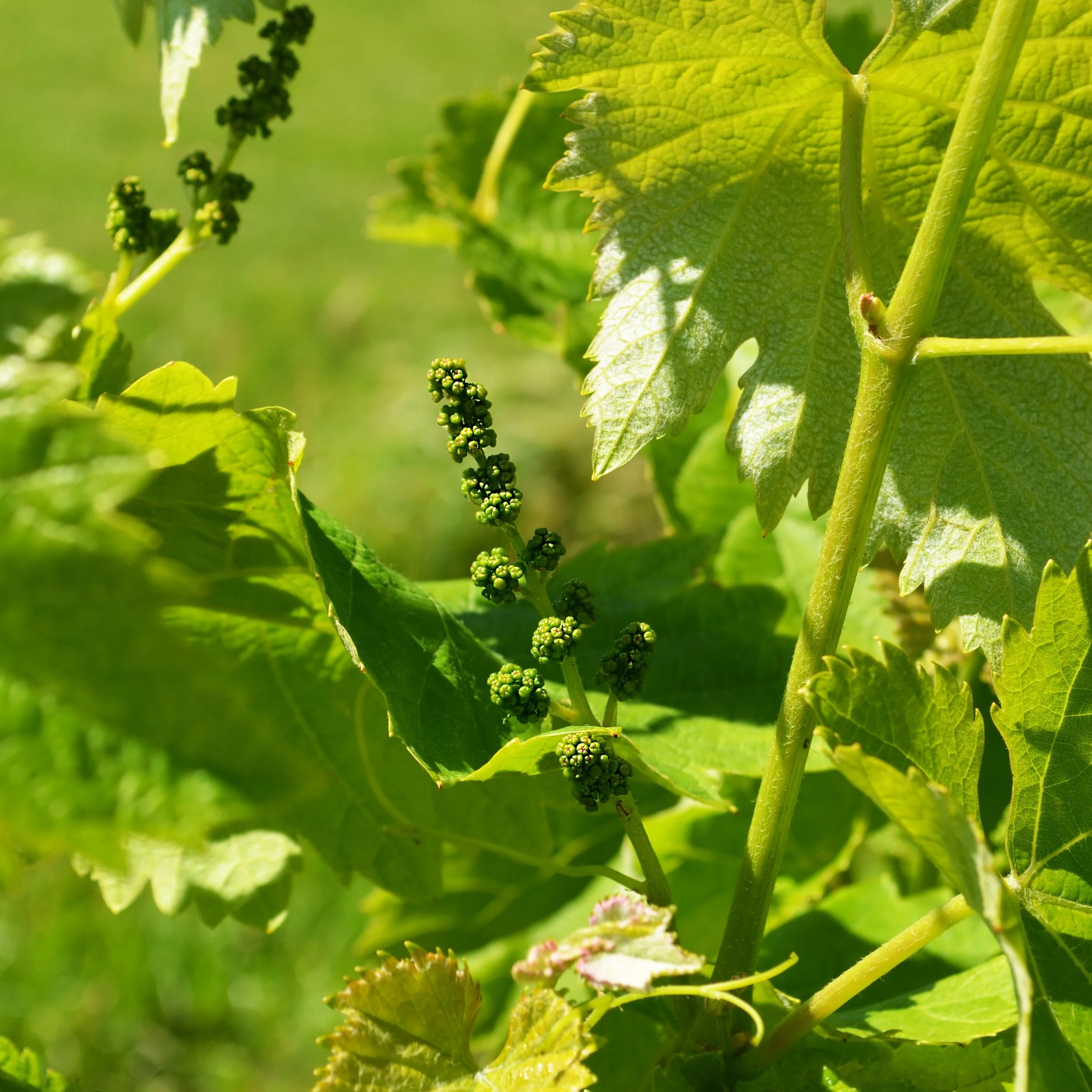 Close-up of grapevine leaves and grape clusters on a sunny day.