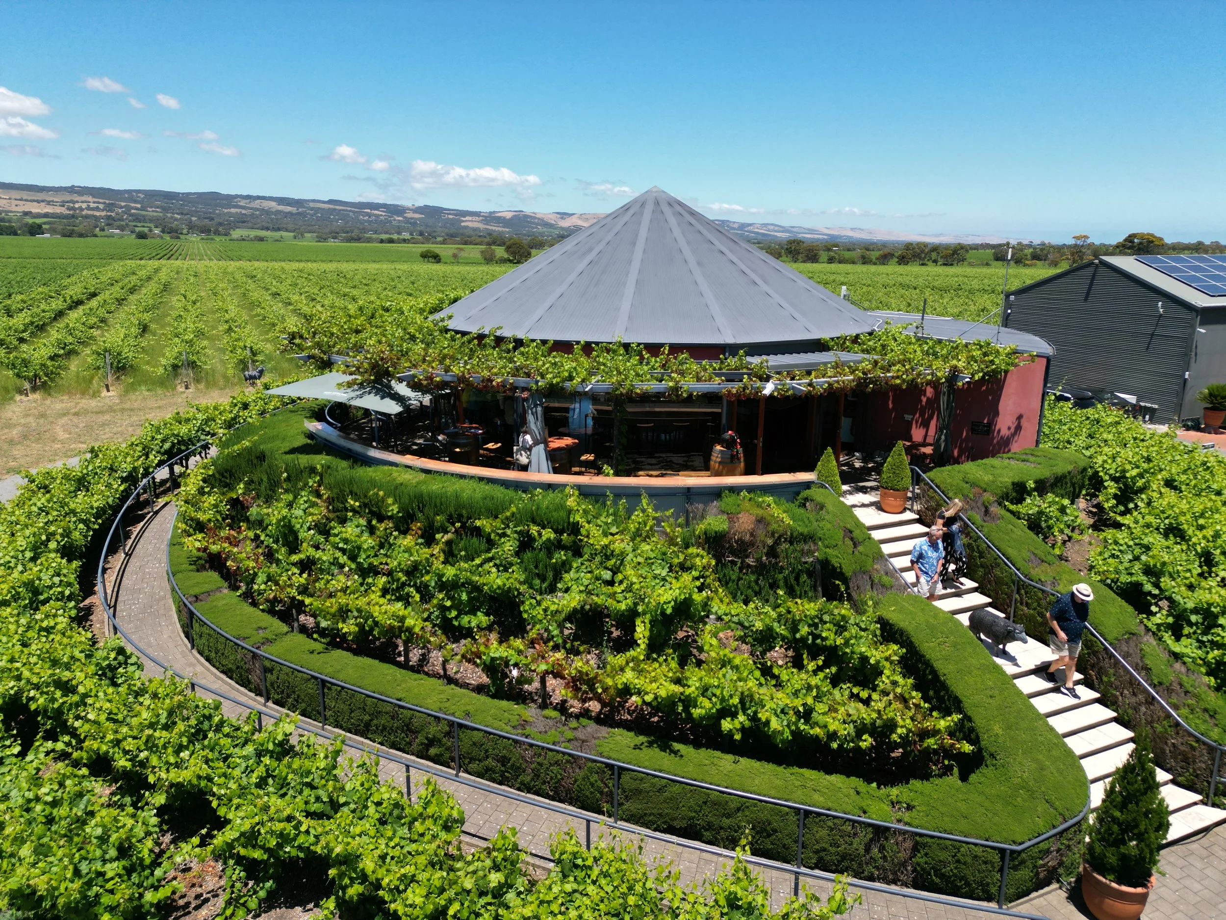 A round building with a cone-shaped roof situated on a hill, surrounded by manicured greenery and vine-covered trellises, with a walkway and stairs leading up to it, in a vineyard landscape.