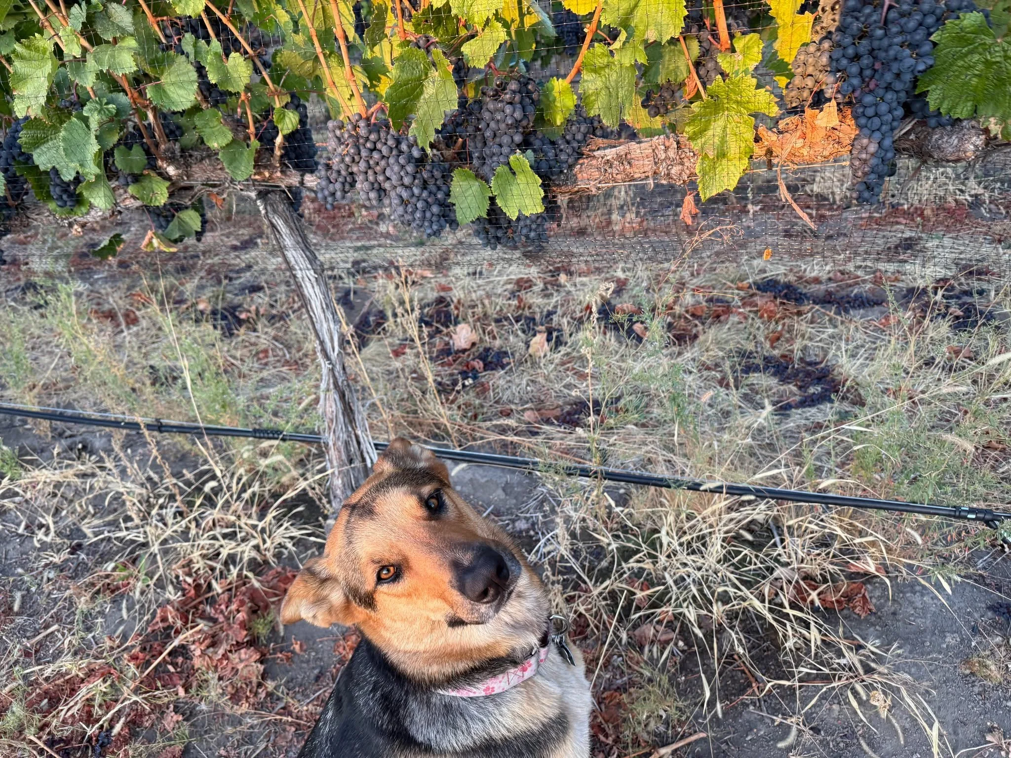 Today Polly and the crew brought in the Point Noir for Vin Du Lac! Polly sure was proud of her crew and the results! #lakechelanava #lakechelanwinevalley #vindulacwinery #vindulacwinerychelan  #dogdaysvineyardmanagement  #Vineyarddog #PointNoir #vine