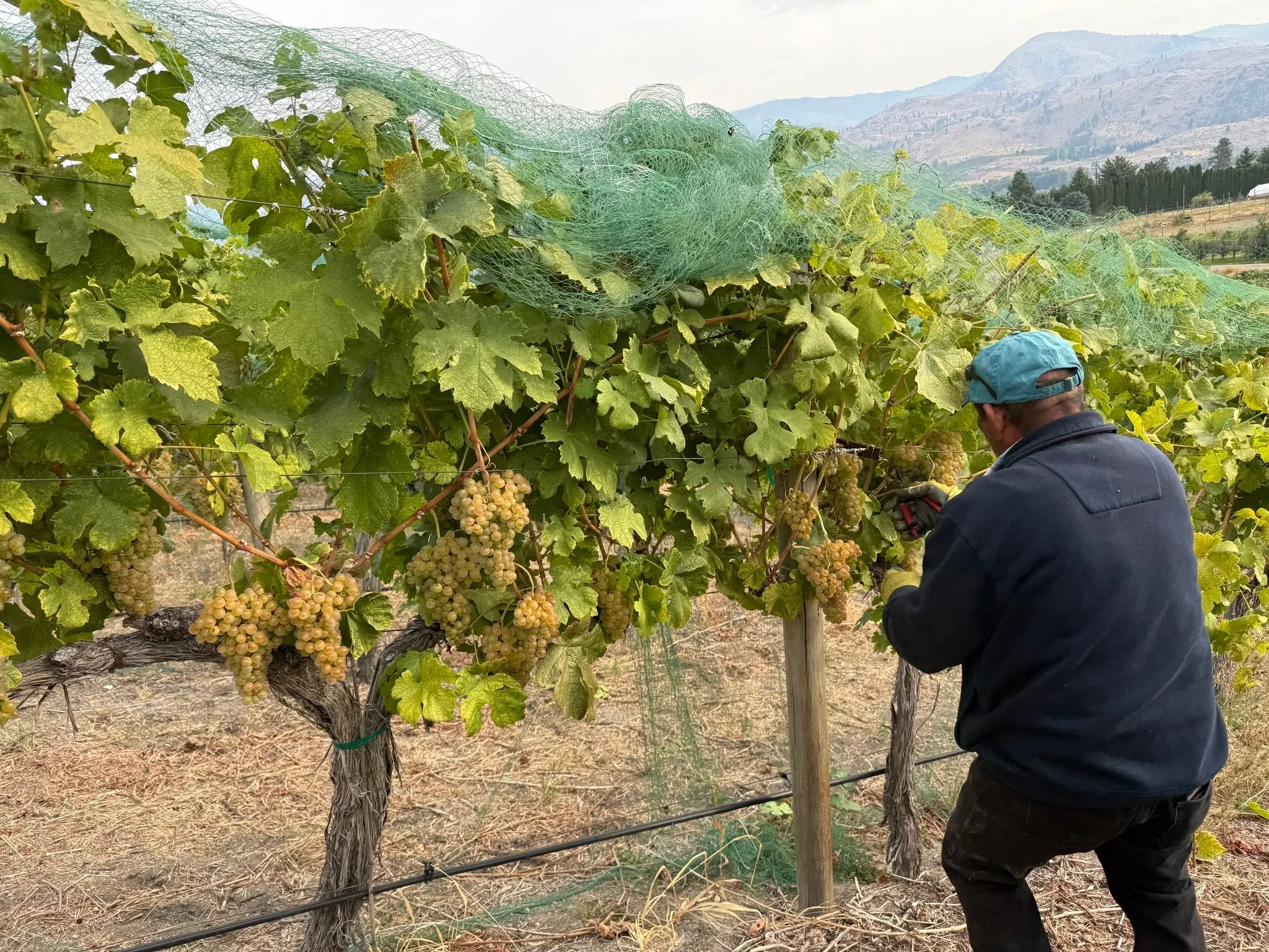 Yesterday was all about Rousanne! Tons of big clusters from Summit Vineyard! Polly had the day off.