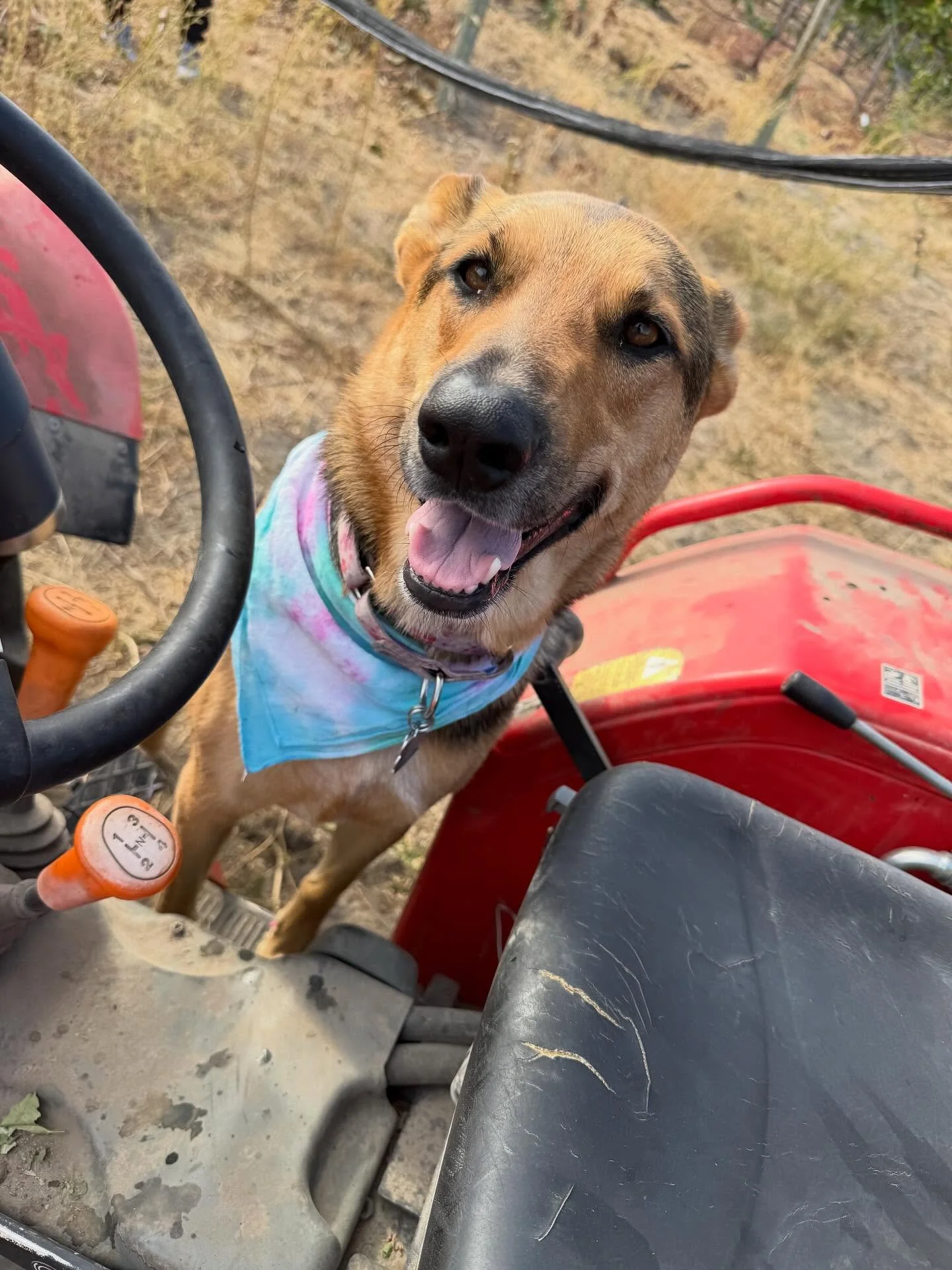 Polly is excited to learn how to operate the tractor. It was difficult telling her that she couldn&rsquo;t touch the pedals.