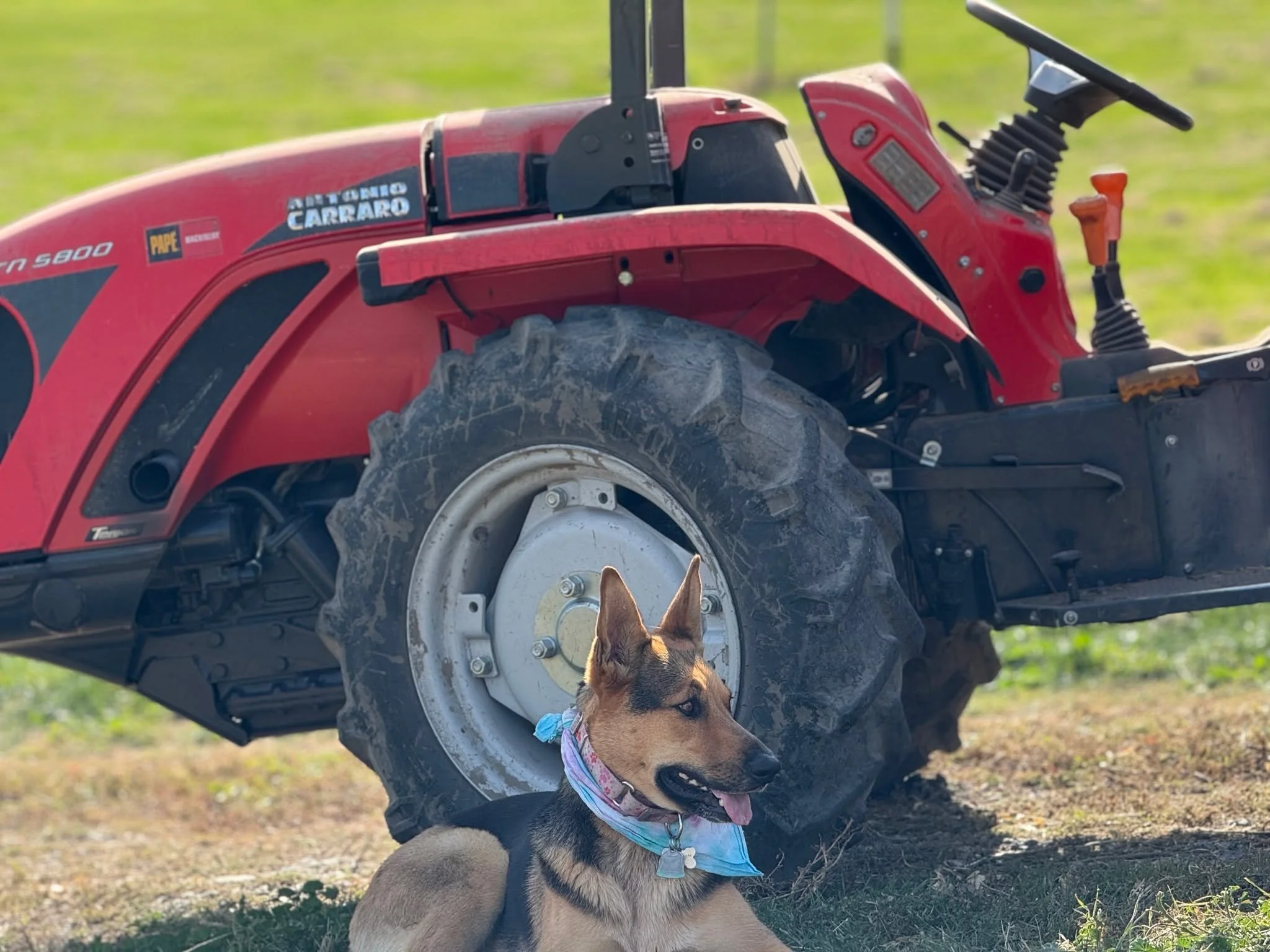 Yesterday the crew was out picking some fine looking Malbec for Vin Du Lac Winery. #lakechelan #lakechelanava #dogdaysvineyardmanagement #vindulacwinery #malbec #lakechelanwinevalley #vineyard #vineyarddogs