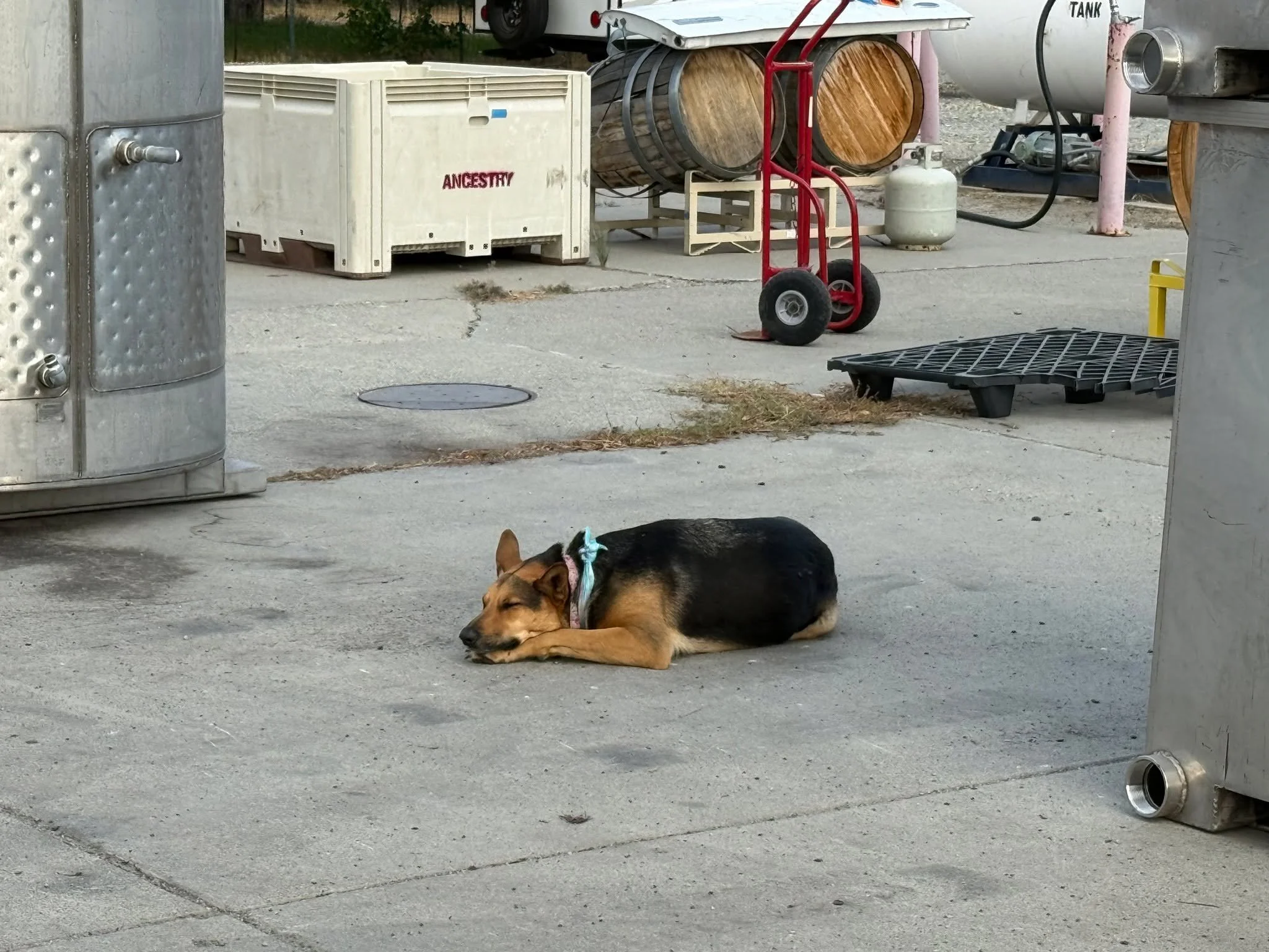 Today the crew harvested the Tempranillo from summit vineyards for our friends at VIn Du Lac. Polly was on point keeping the crew in line and the deer away. We think she wants an internship on the crush pad. #dogdaysvineyardmanagement #lakechelanava 