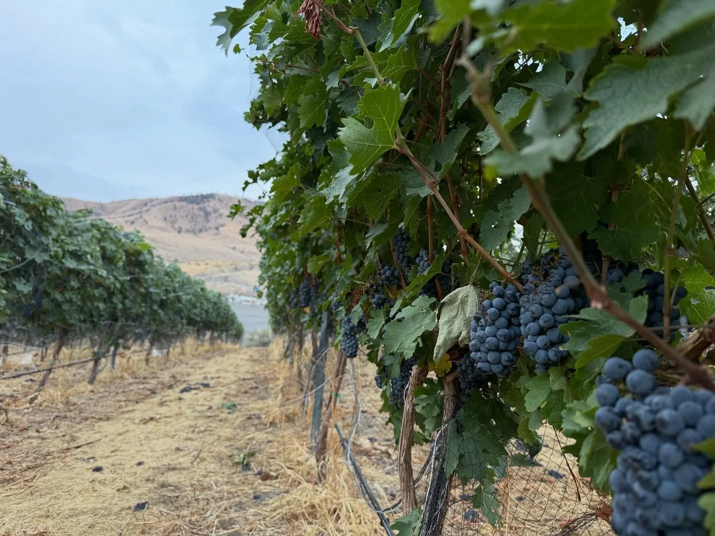 Today we&rsquo;re harvesting the crown jewel of our Chelan AVA reds &mdash; the estate-grown Cabernet Sauvignon for Vin Du Lac Winery. It&rsquo;s a beautiful vintage, shaped by months of care, hard work, and more than a few muddy boots and tired dogs