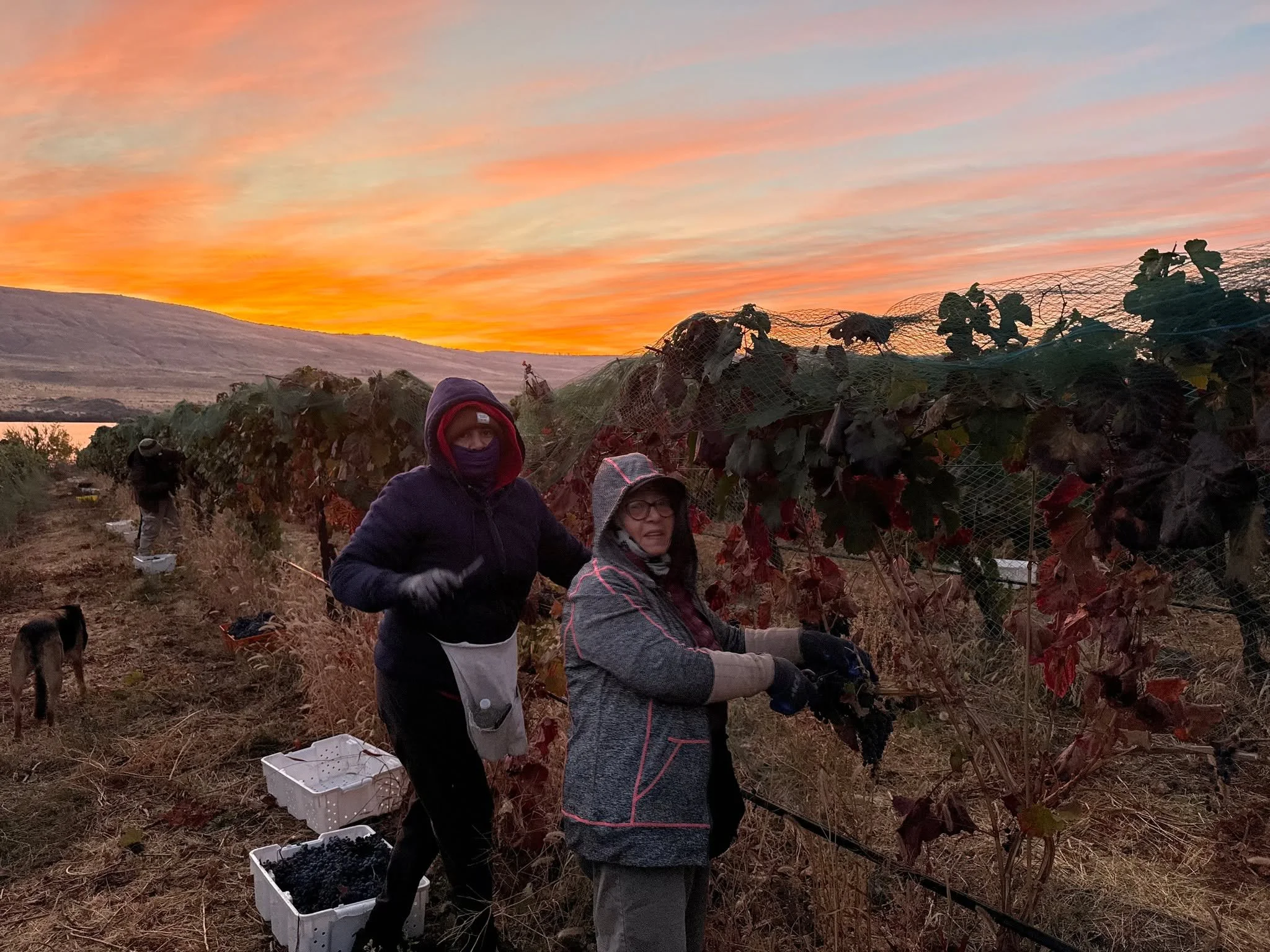 Yesterday we helped our friends at Antoine Creek Vineyard pick the Malbec for La garza cellars! We had a little extra help from new part time tractor operator Oakley!