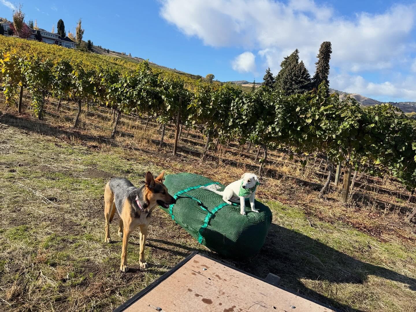 The new guy doesn&rsquo;t understand the assignment! #vineyarddogs #vineyarddoglife #dogdays❤️🐾😍🐾❤️ #dogdaysvineyardmanagement