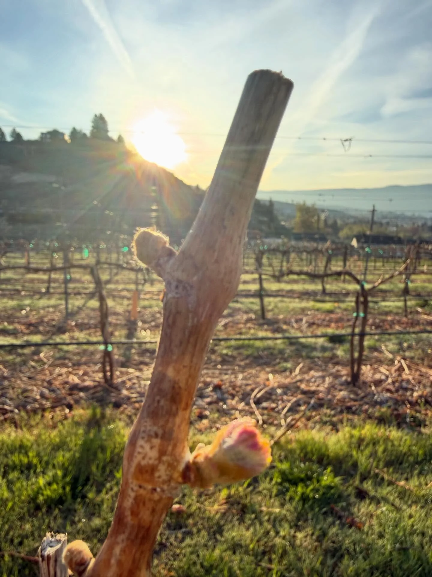 Things are starting to kick off in the Sauvignon Blanc! #vindulacwinery #chelanava #chelanwine #wawinegrowers #vineyards
