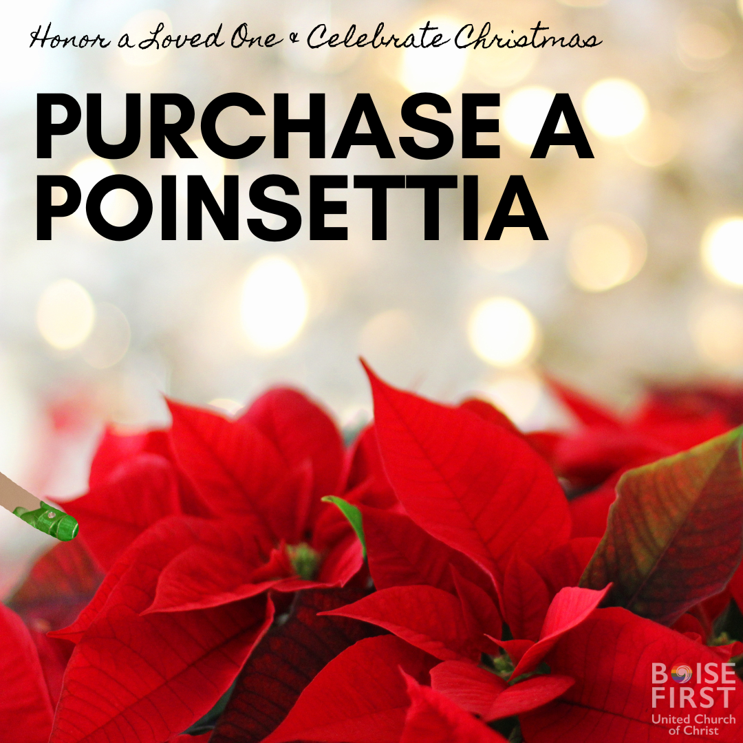 Holiday Poinsettias
