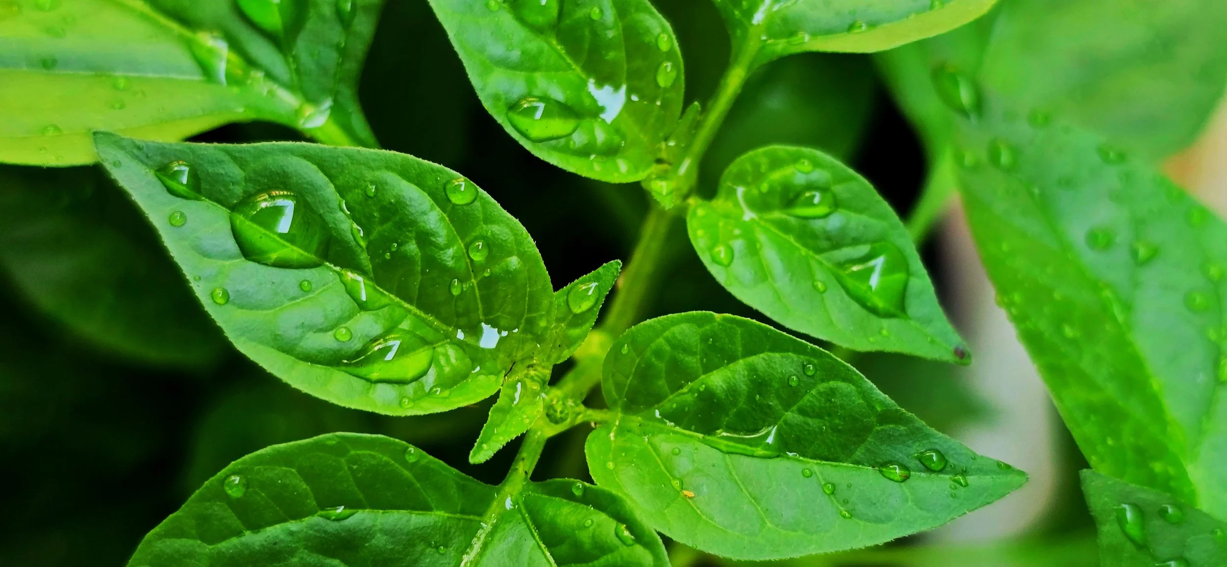 From Patchy Grass to Paradise: 5 Essential Tips to Transform Your Backyard into a Summer Oasis