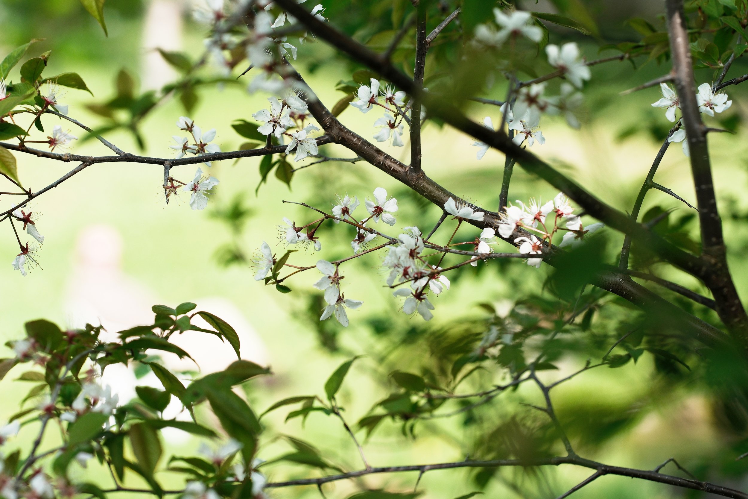 Summer Bloom, Manitoulin Island, Ontario, 2025