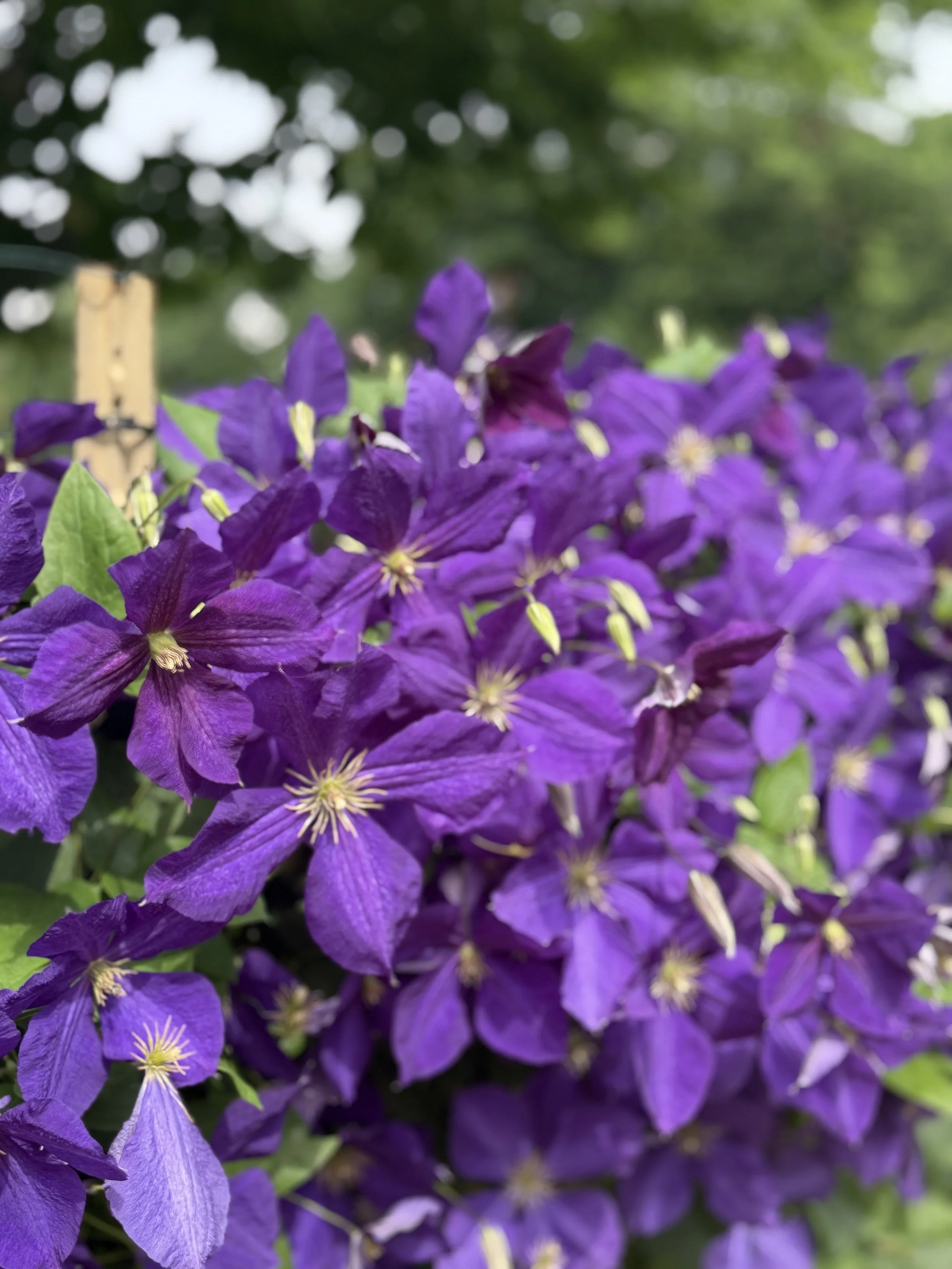IMG_2006.jpeg