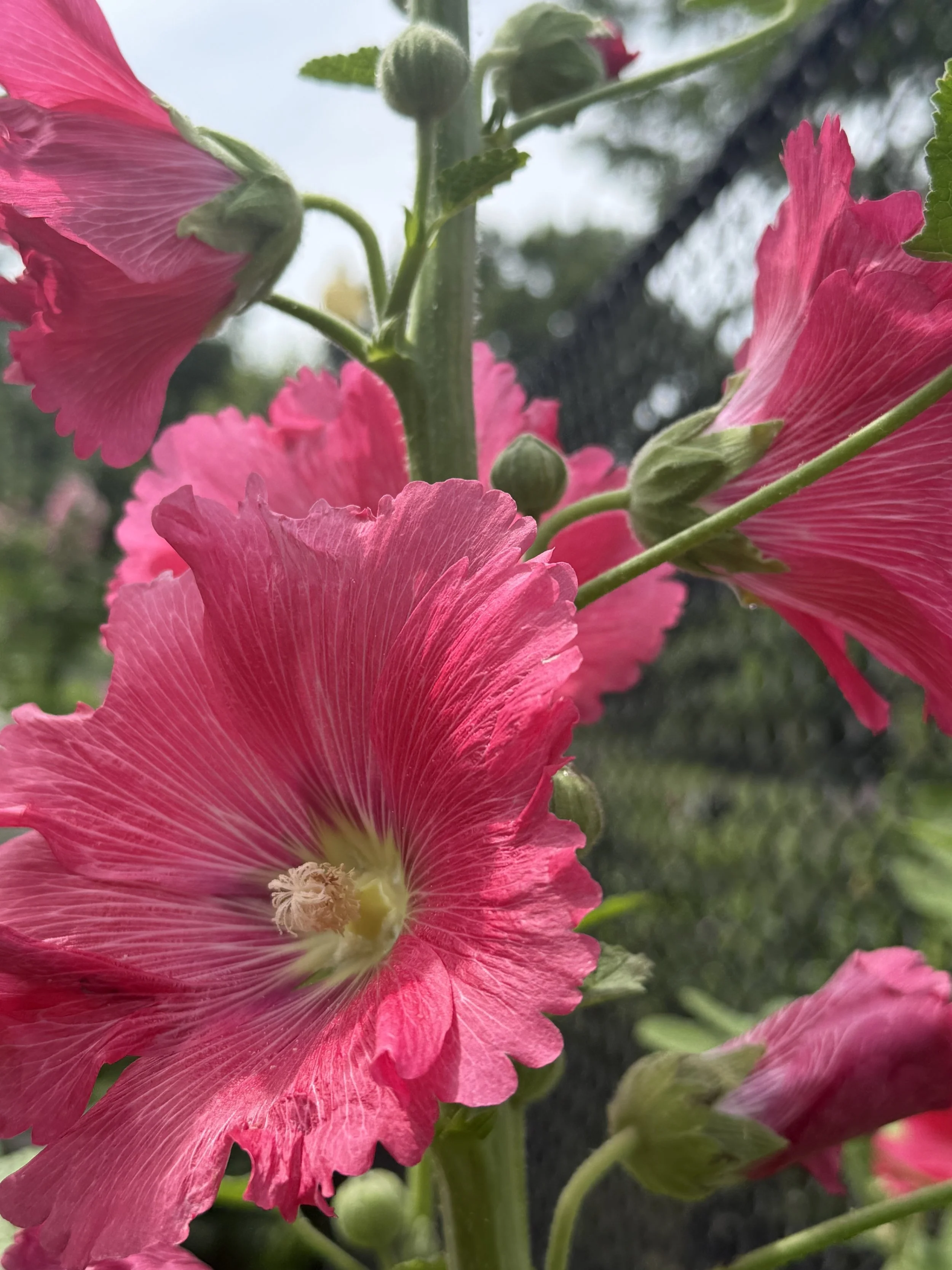 IMG_2019.jpeg