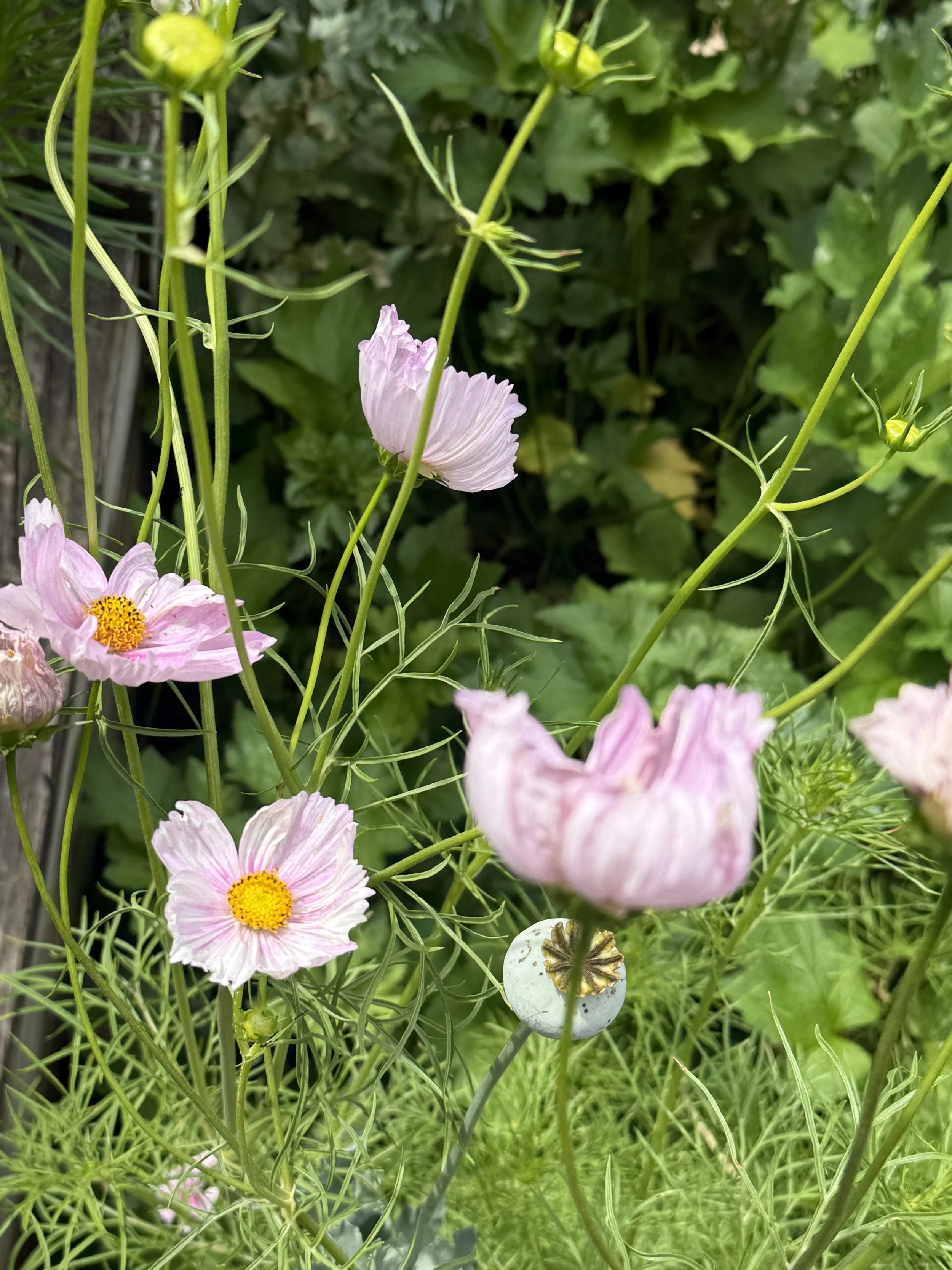 IMG_2021.jpeg