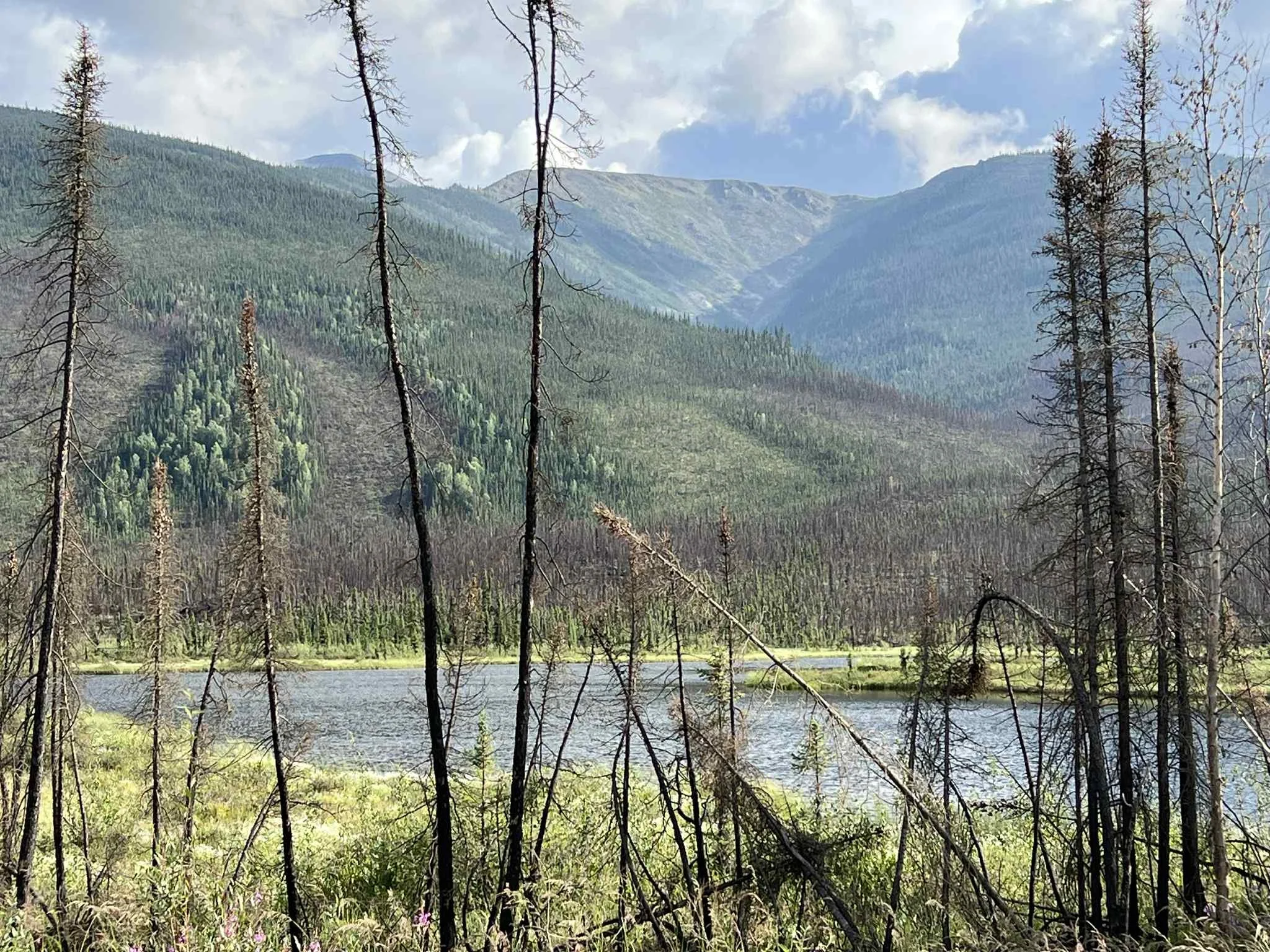 A scenic view of a mountain lake surrounded by forested hills and mountains, with some burnt trees in the foreground and partly cloudy sky.