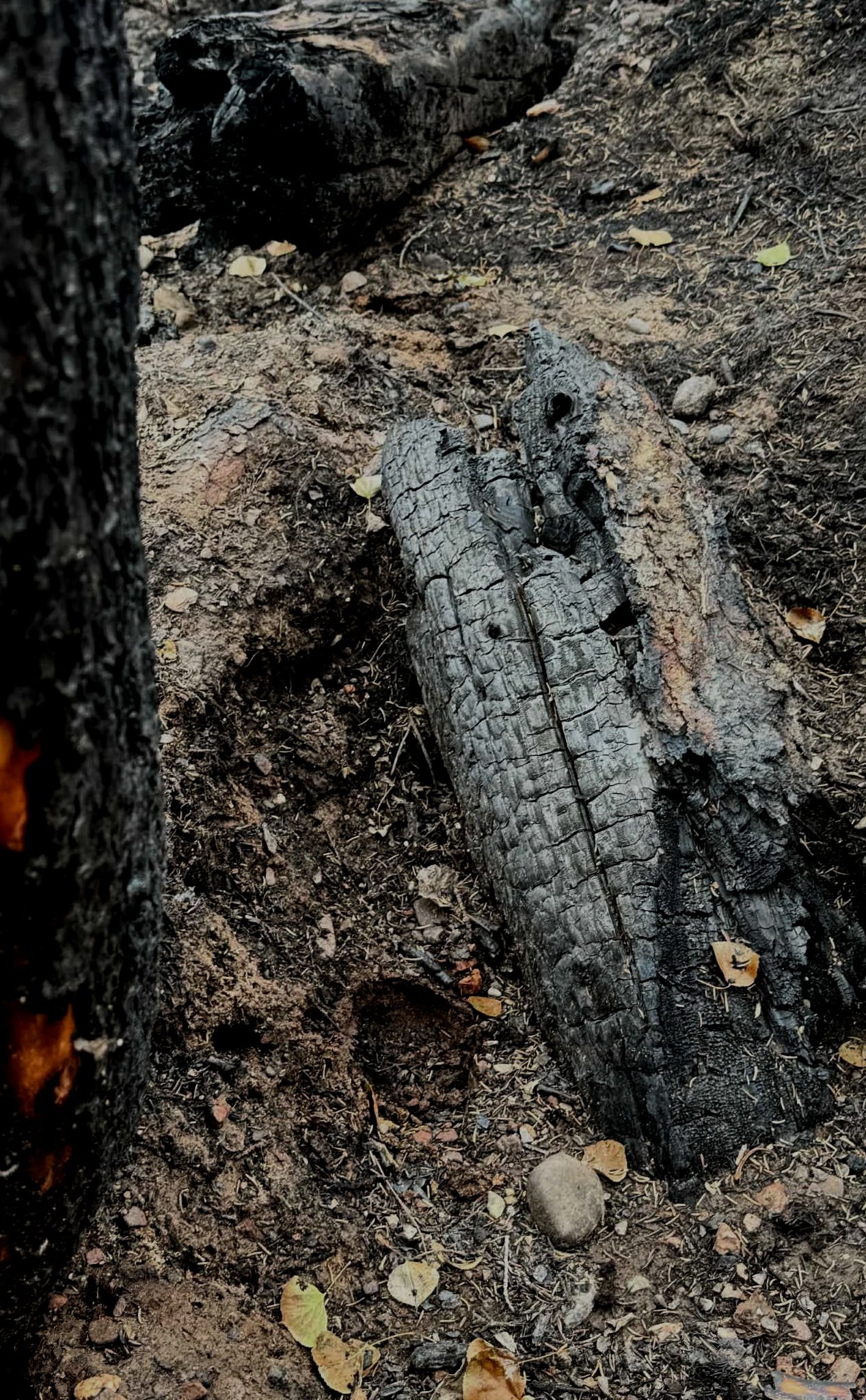 Charred, partially burned log on the soil ground with small rocks and fallen leaves nearby.