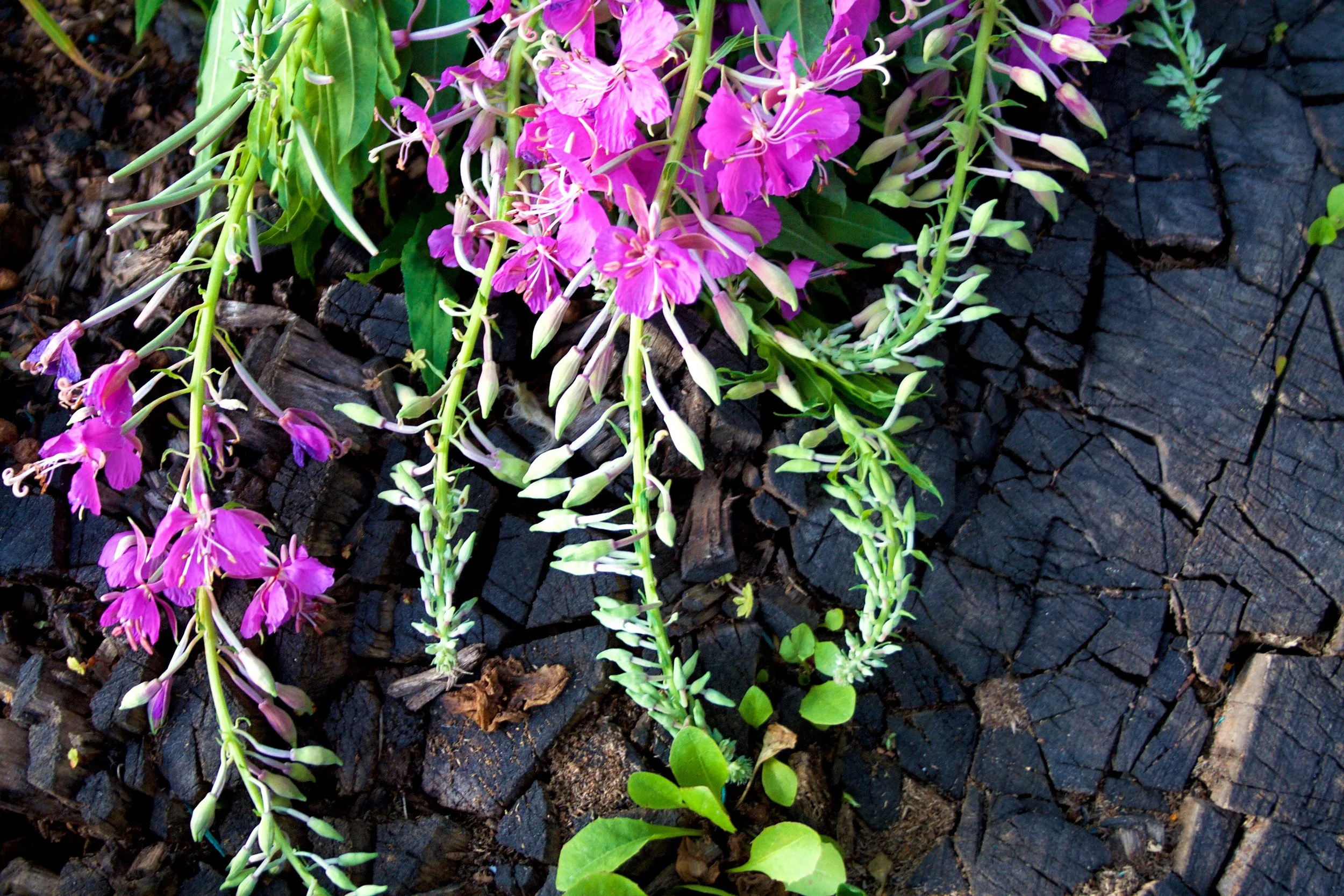Pink and purple flowering plant with long trailing stems and green leaves, growing on dark, cracked bark or wood.