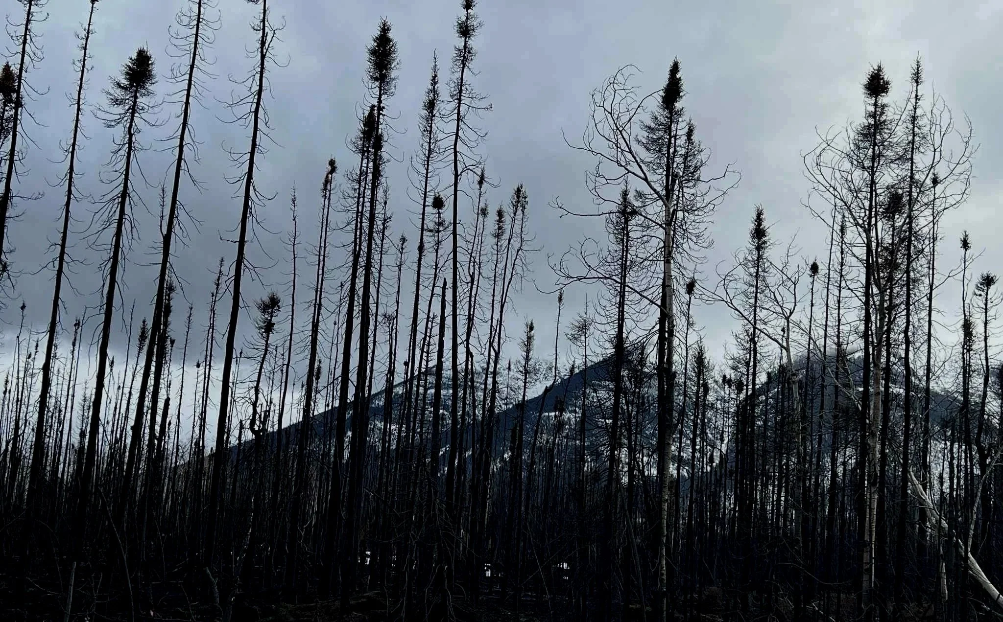 A forest of tall, thin, burned trees with blackened trunks and few remaining branches, set against a cloudy sky with mountains in the background.