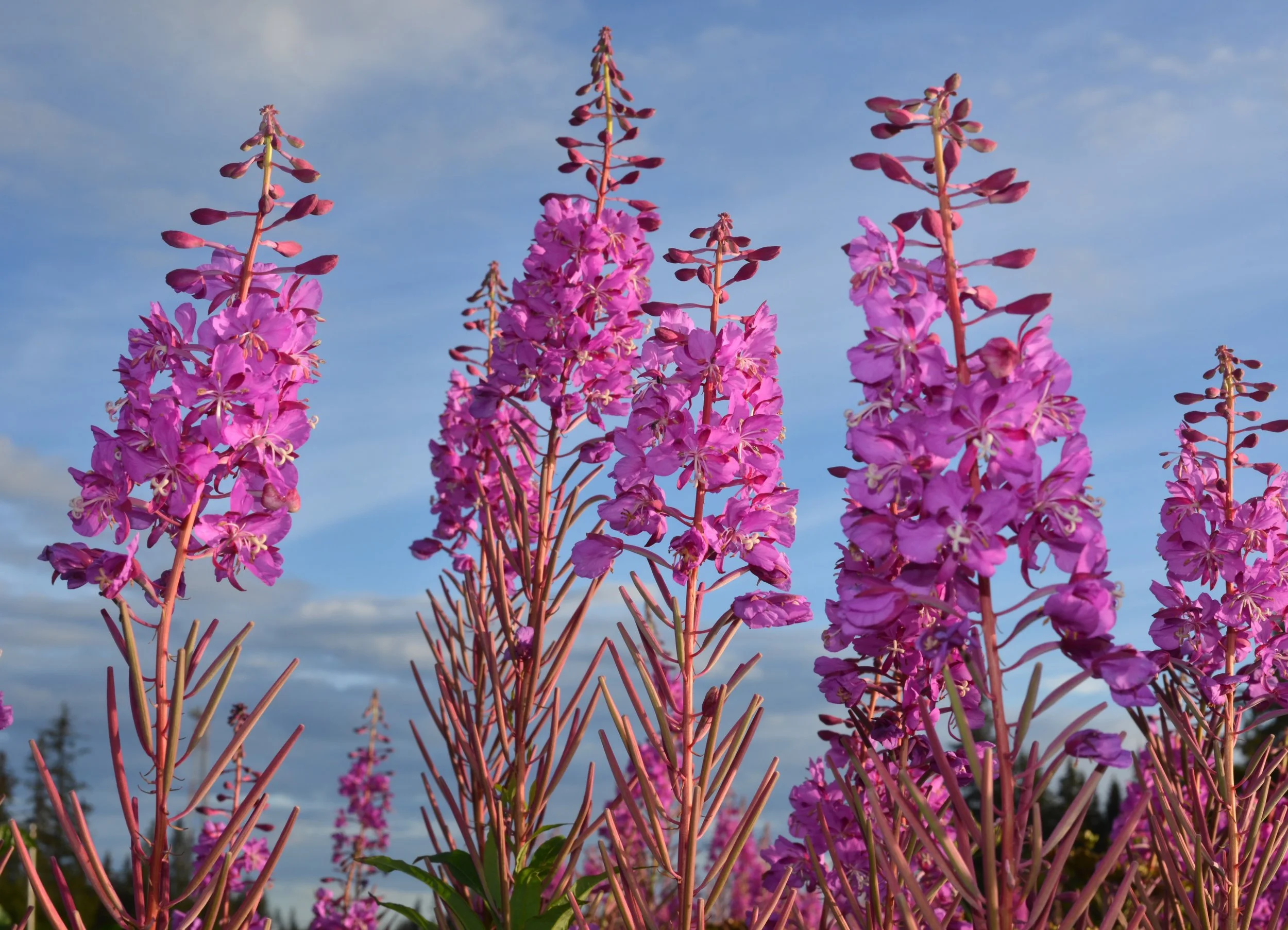 Pink fireweed flowers with tall flower stalks against a partly cloudy sky.