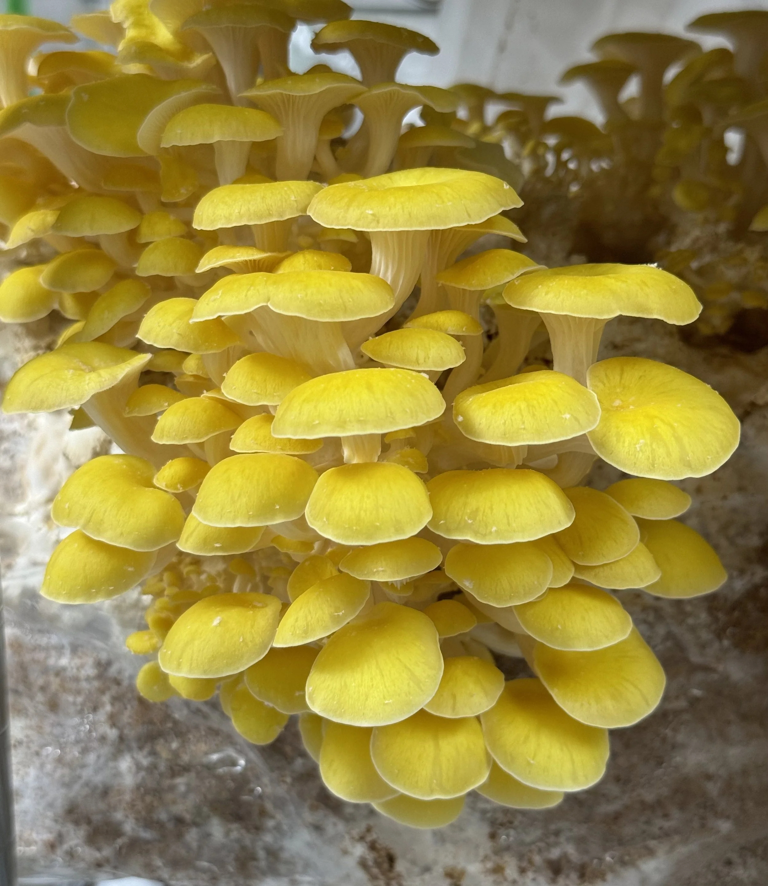 Golden Oyster (Pleurotus citrinopileatus)