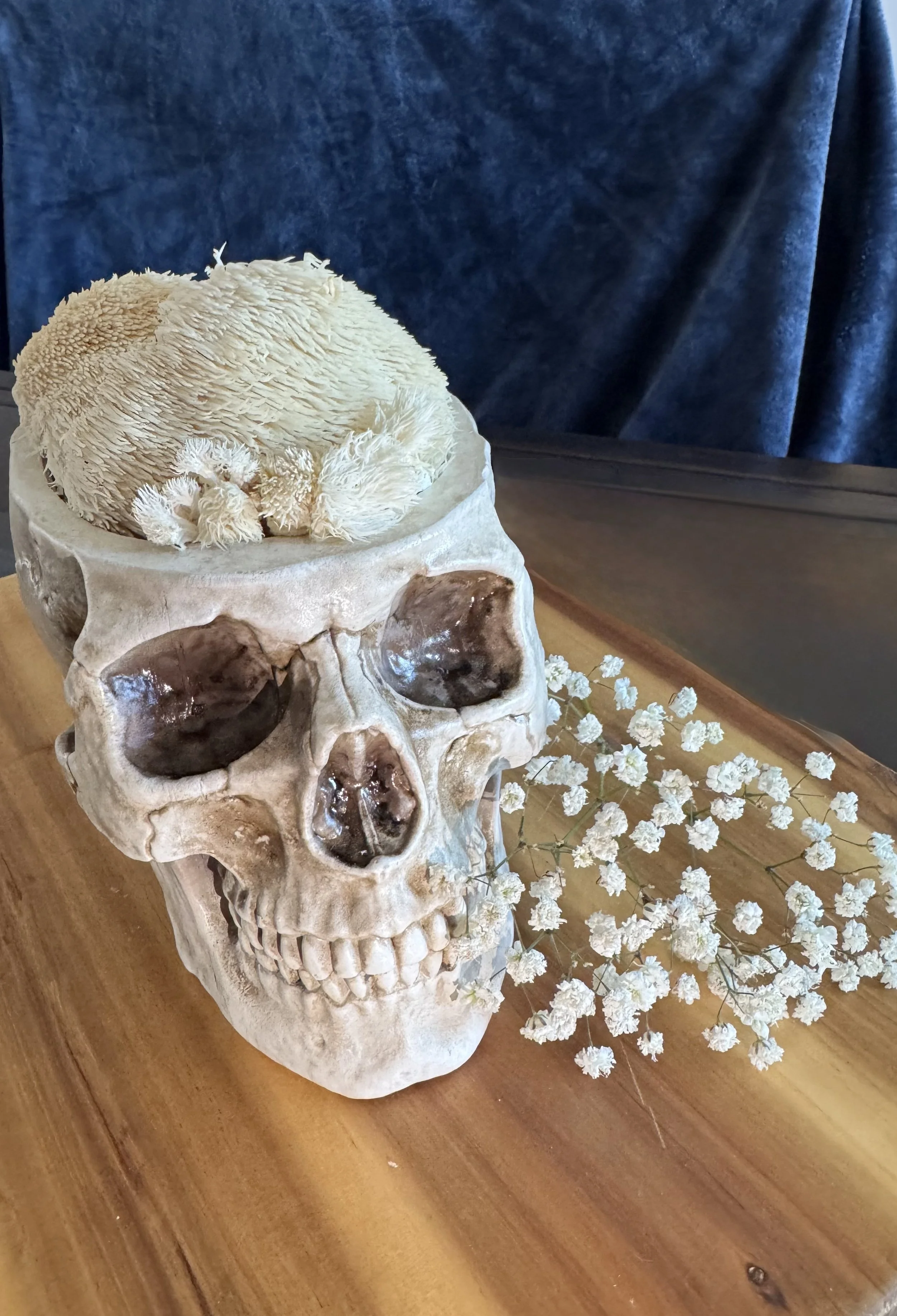 Lion’s Mane (Hericium Erinaceus)