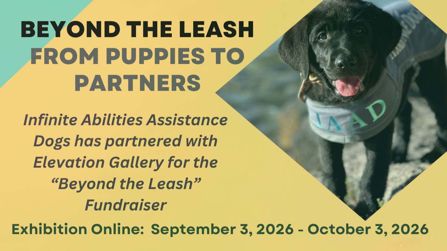 Beyond the Leash - From Puppies to Partners