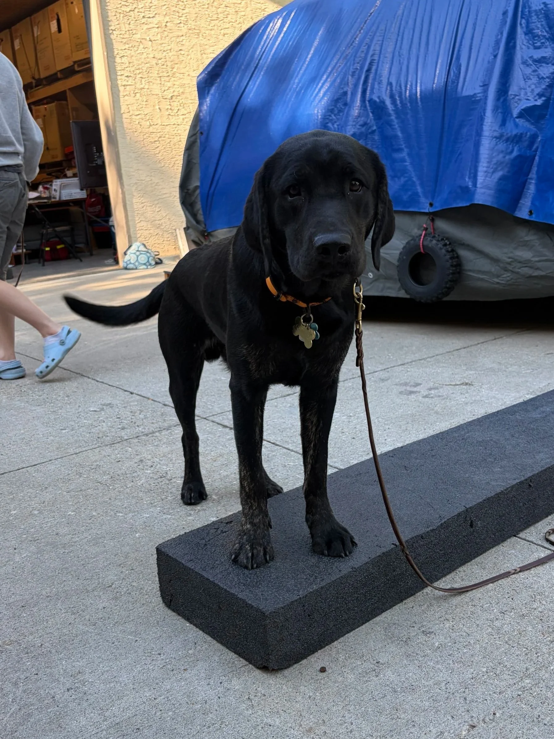 Badger’s Big Gaffe - the dark side of training a puppy… 