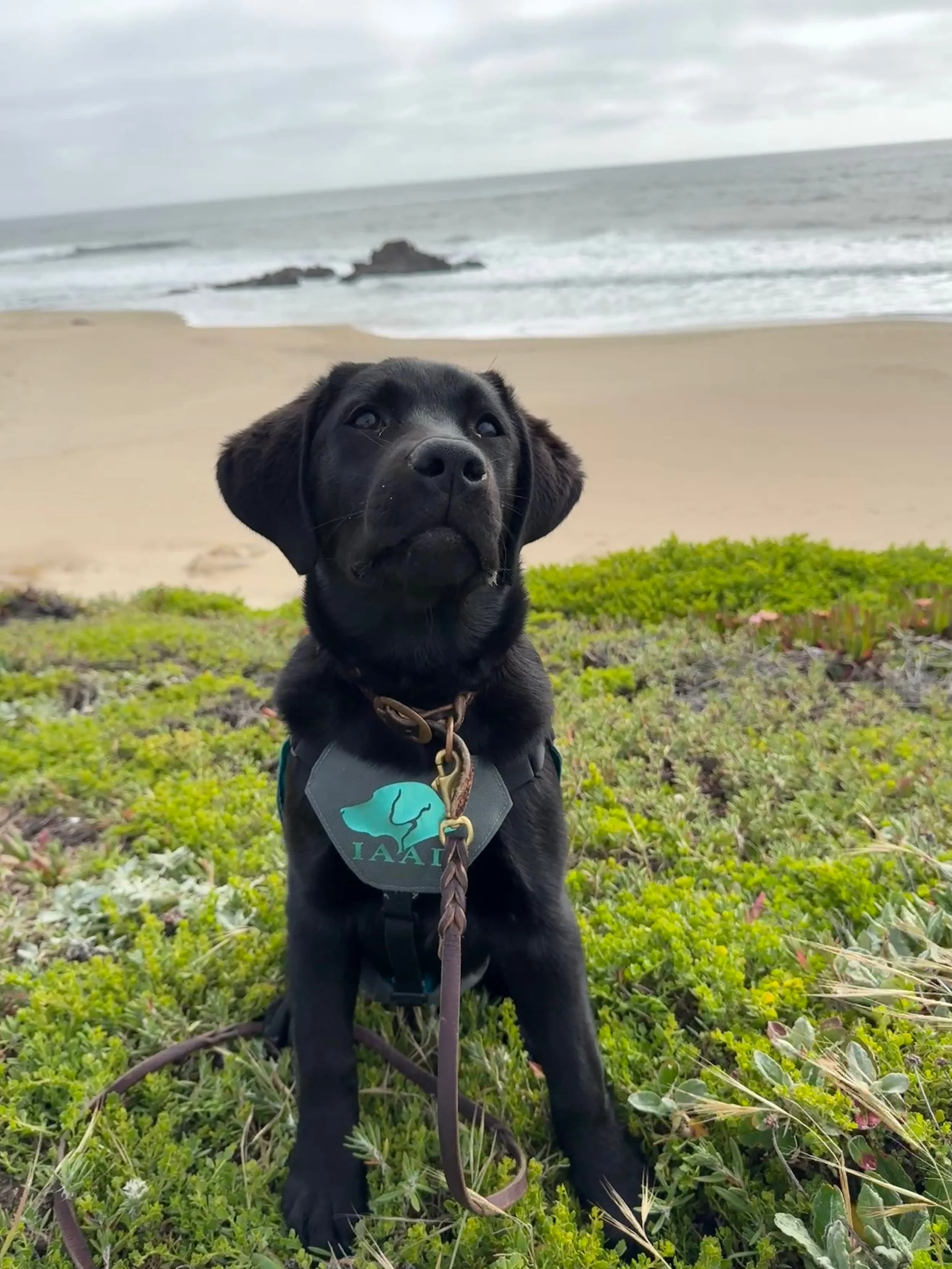 Black Labrador Retriever assistance dog puppy during an outdoor socialization outing at the beach.