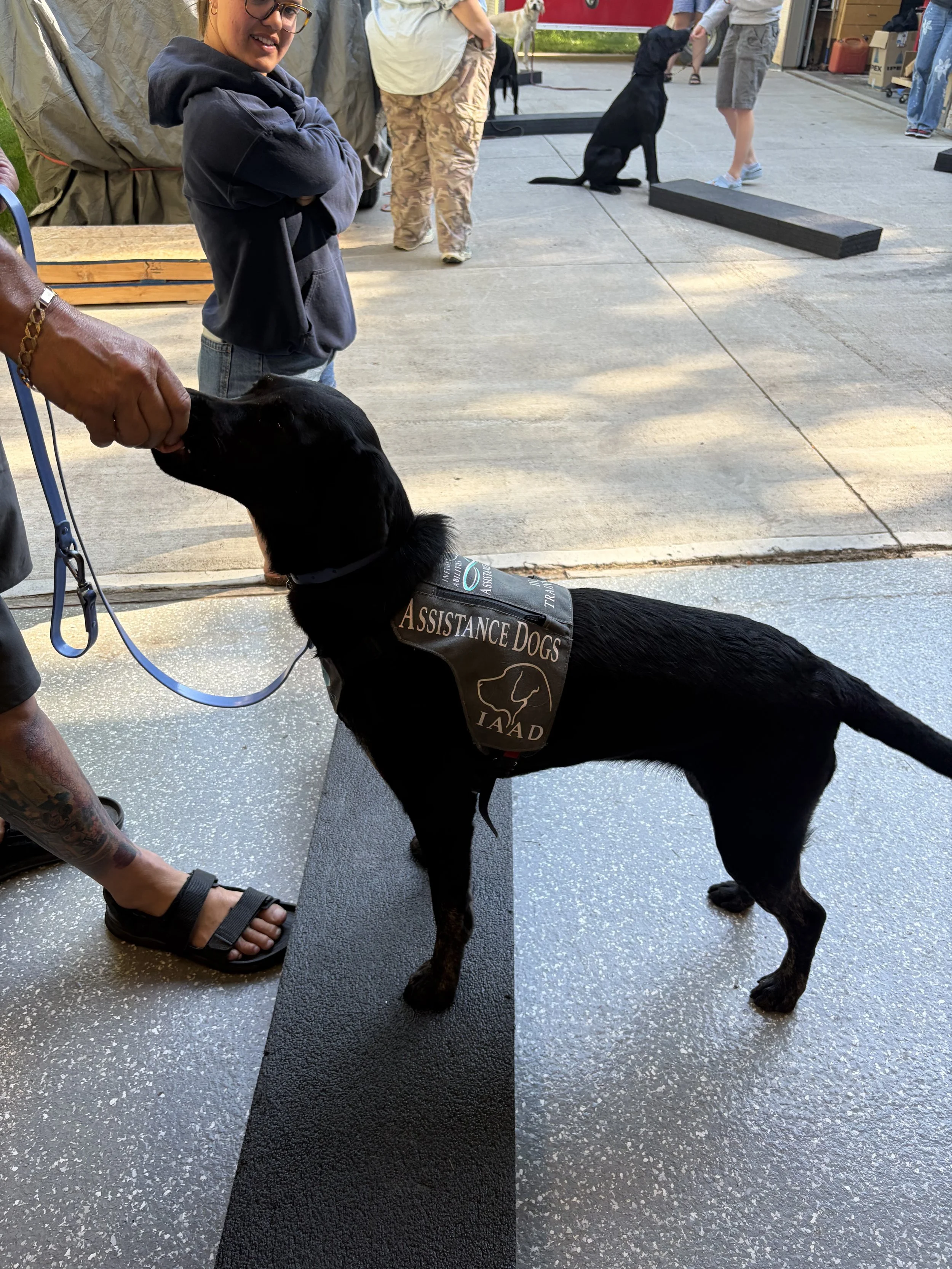 Black IAAD assistance dog wearing a vest being greeted during a community outing.