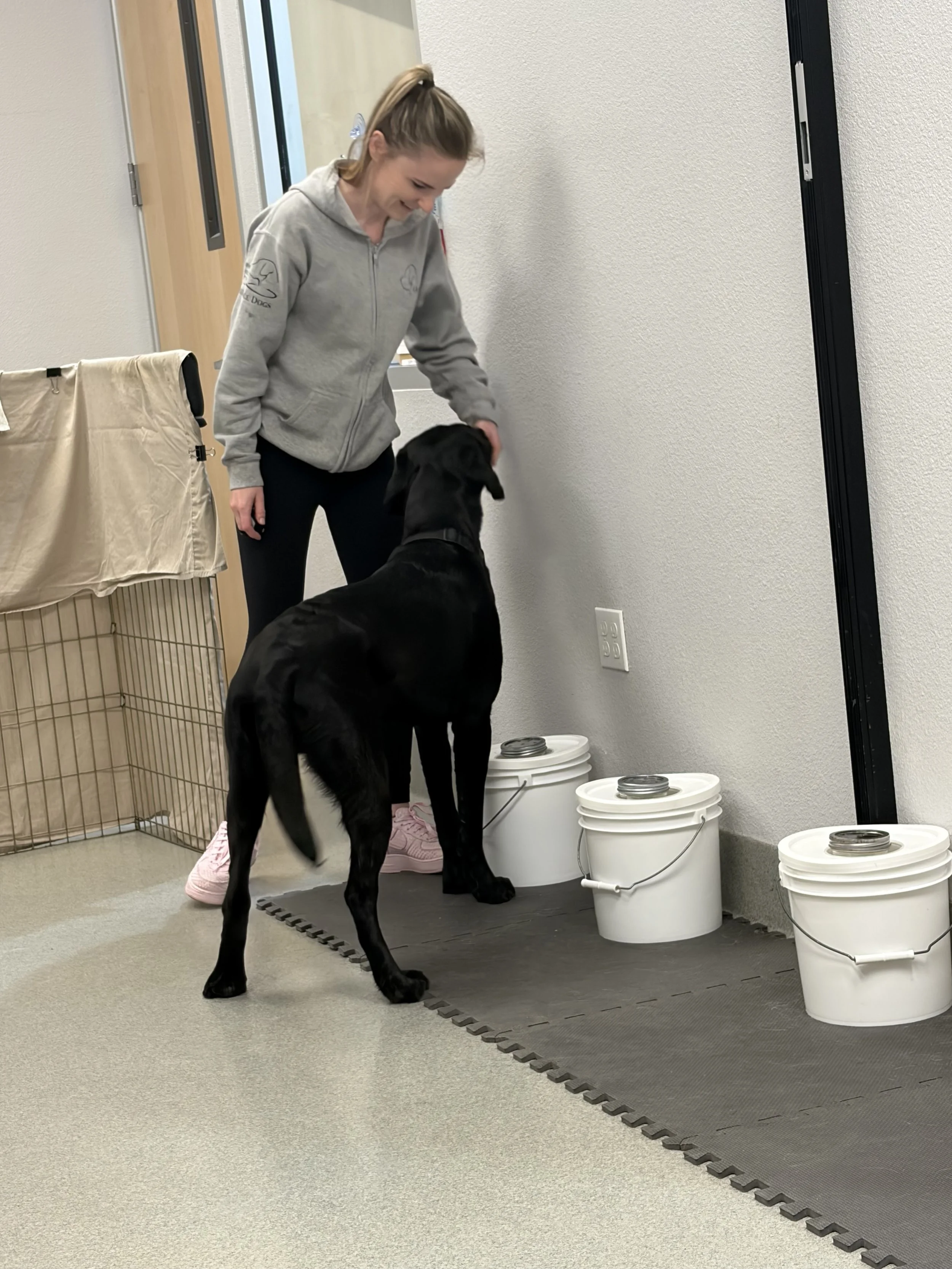 IAAD trainer working with a black Labrador Retriever during assistance dog training.