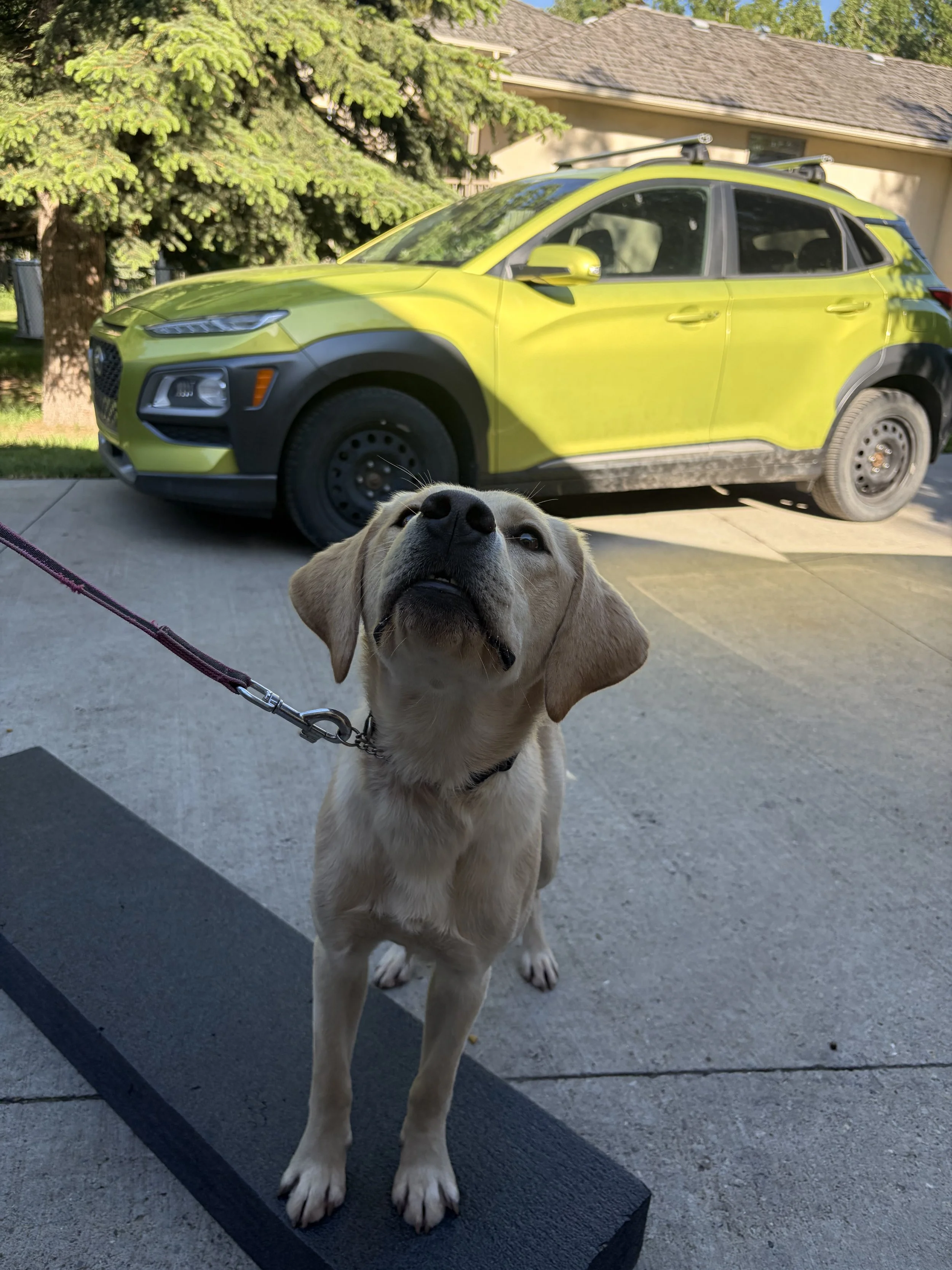 Yellow Labrador Retriever assistance dog in training practicing skills outdoors.