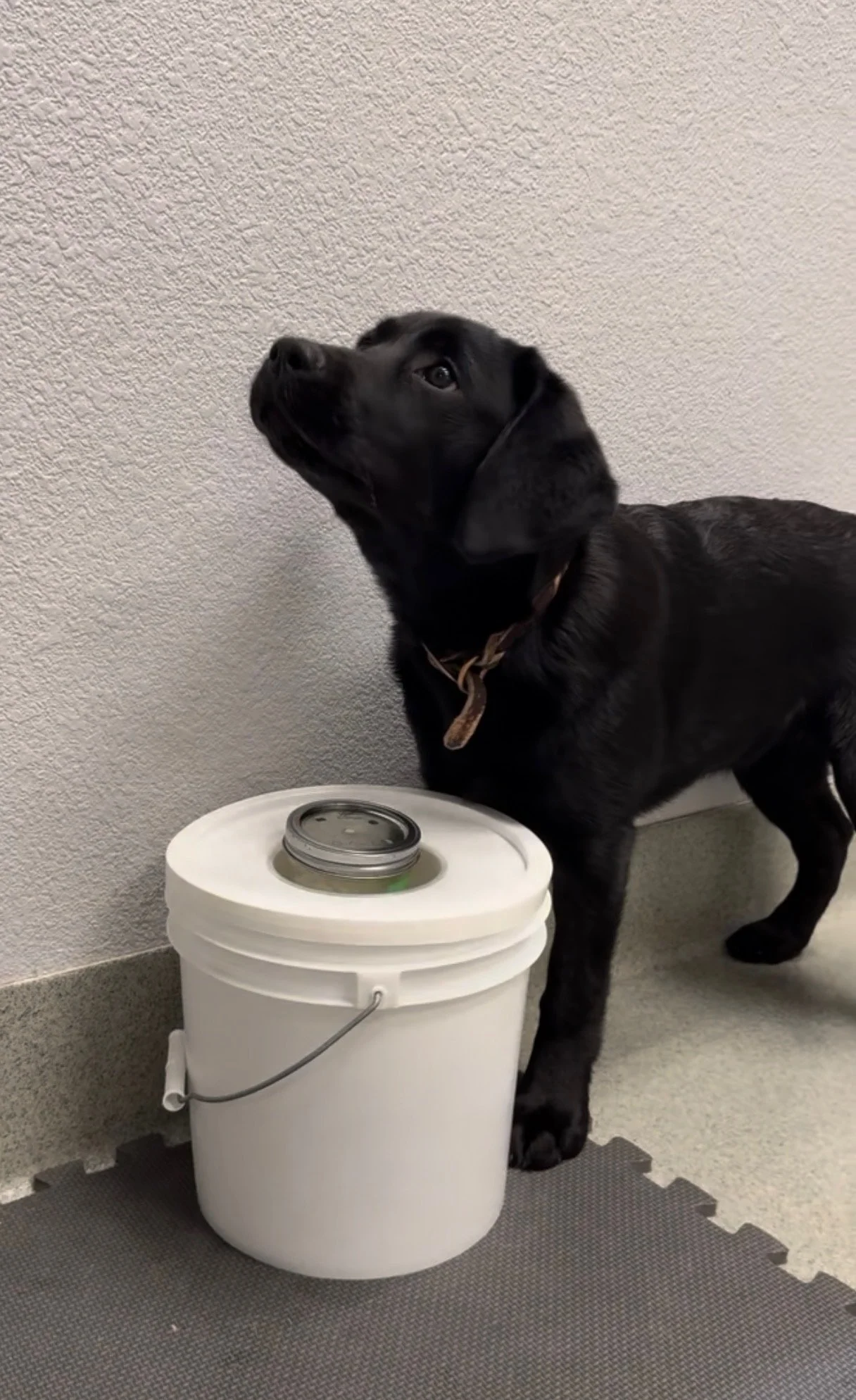 Black Labrador Retriever training for diabetic alert scent detection with an IAAD scent sample container.