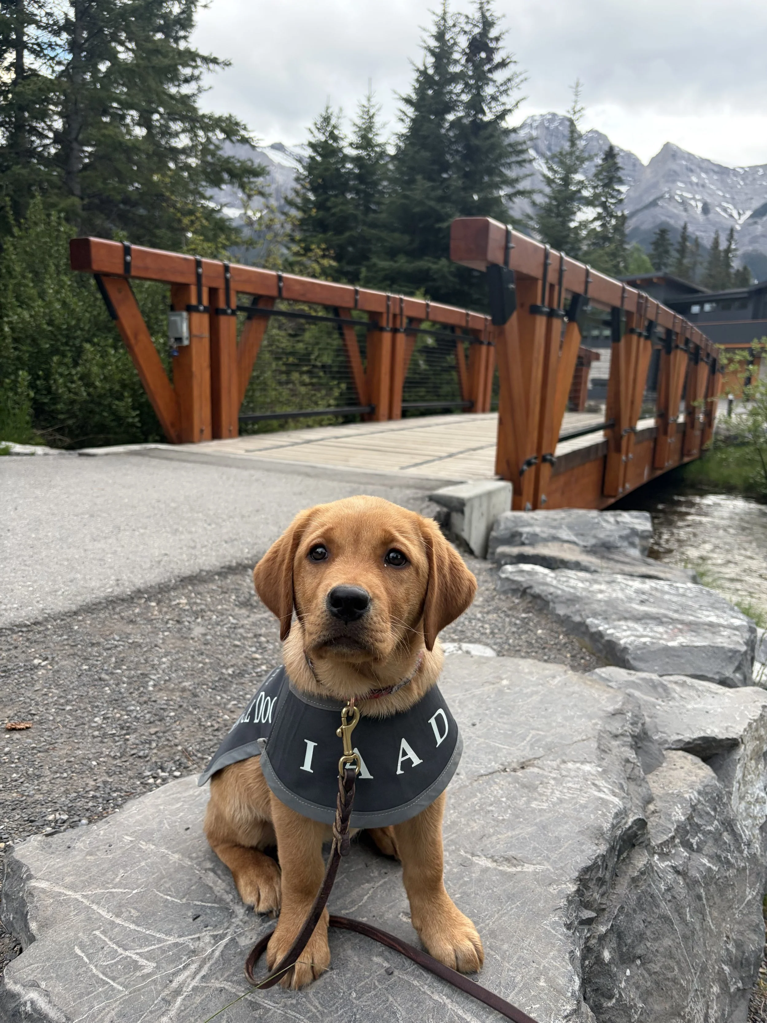 Young IAAD assistance dog puppy during an outdoor socialization outing in the mountains.