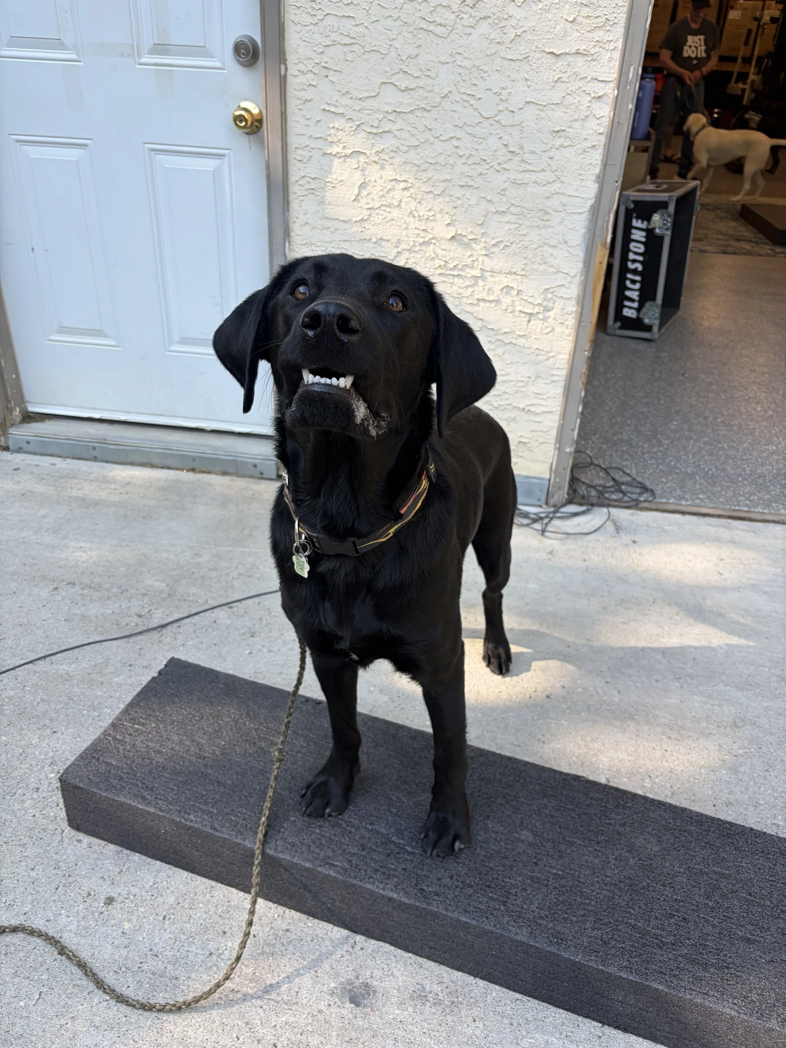 Black Labrador Retriever assistance dog practicing platform and positioning skills during training.