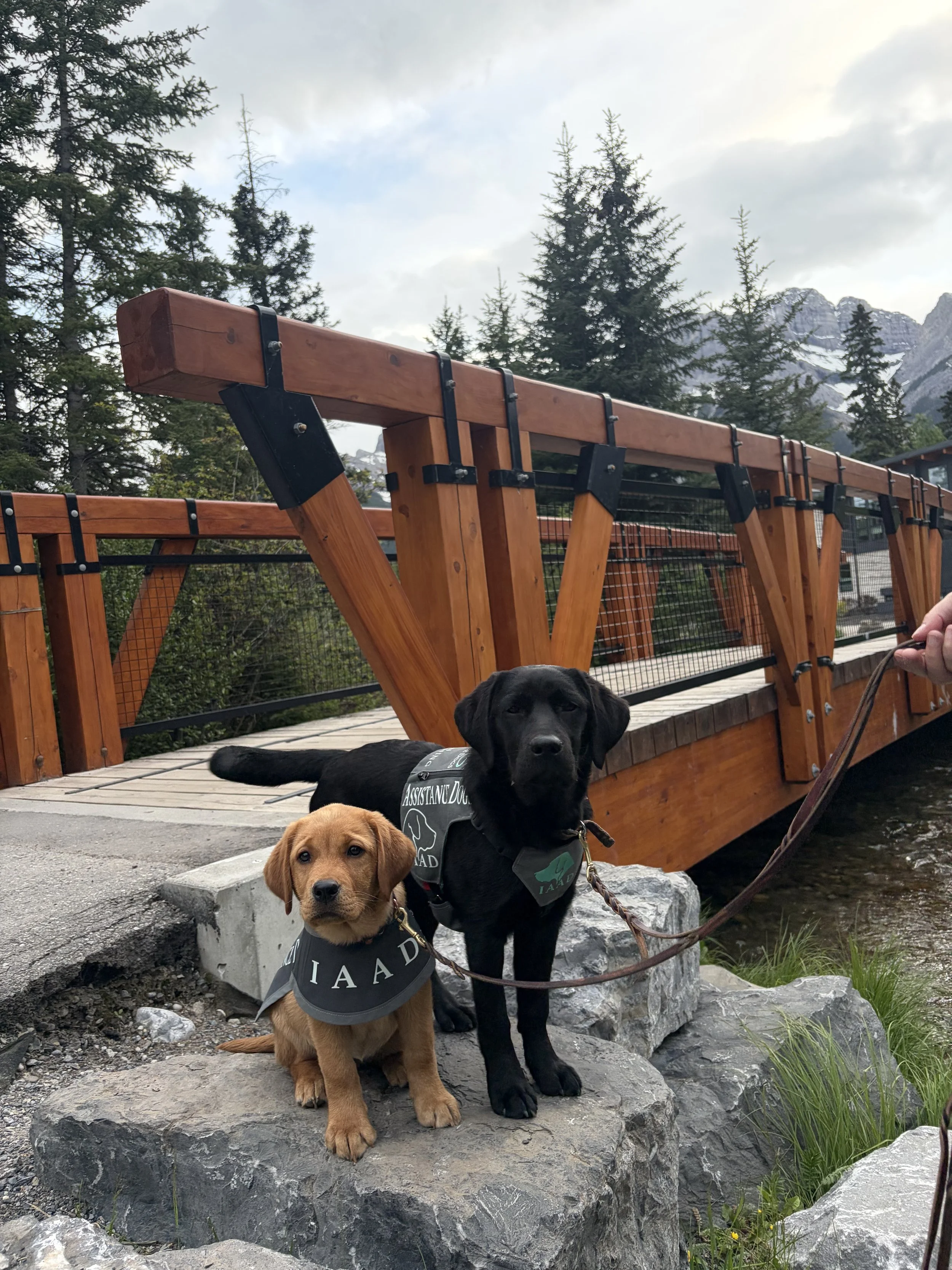 Two IAAD assistance dogs wearing training vests during an outdoor socialization outing in the mountains.