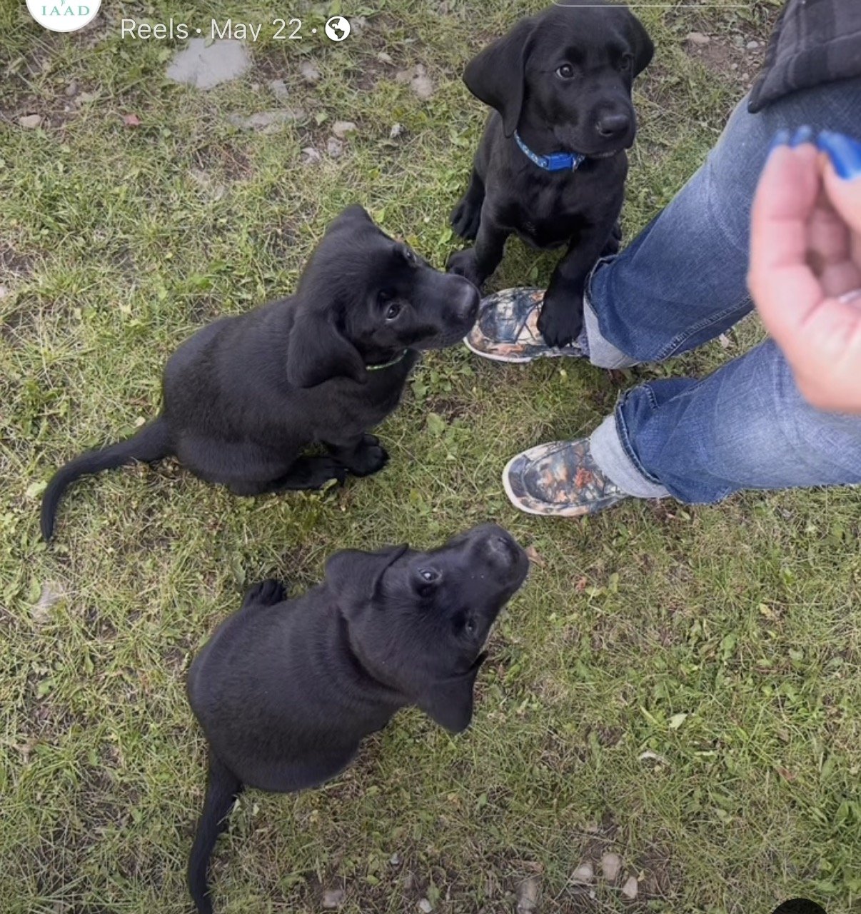 Three black Labrador Retriever assistance dog puppies practicing focus during an outdoor training session.