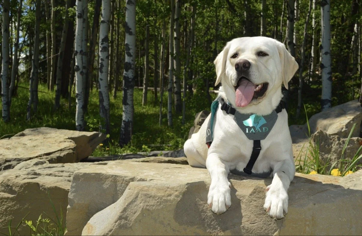 Yellow Labrador Retriever assistance dog enjoying an outdoor outing in a wooded area.
