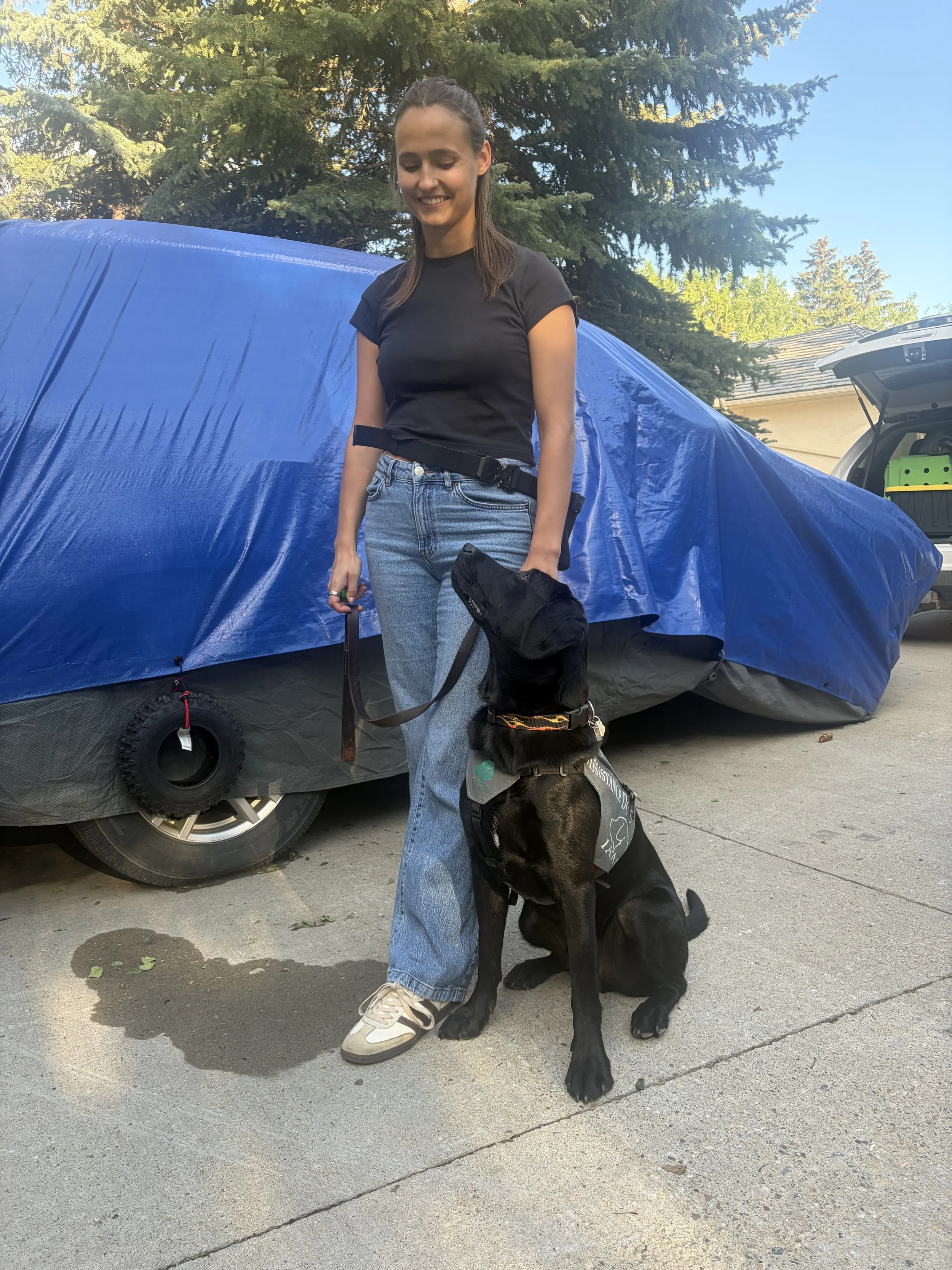 Black Labrador Retriever assistance dog practicing handling skills with an IAAD volunteer outdoors.