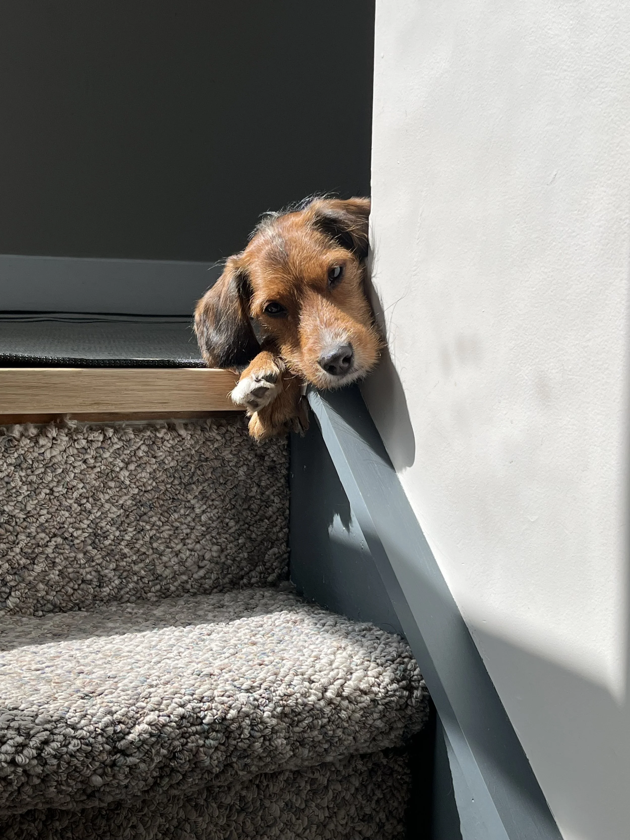 Young assistance dog puppy resting on the stairs during early puppy development.