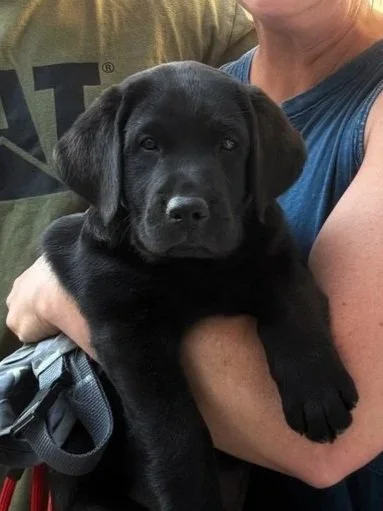 Young black Labrador Retriever puppy being socialized with people during early development for the IAAD assistance dog program.