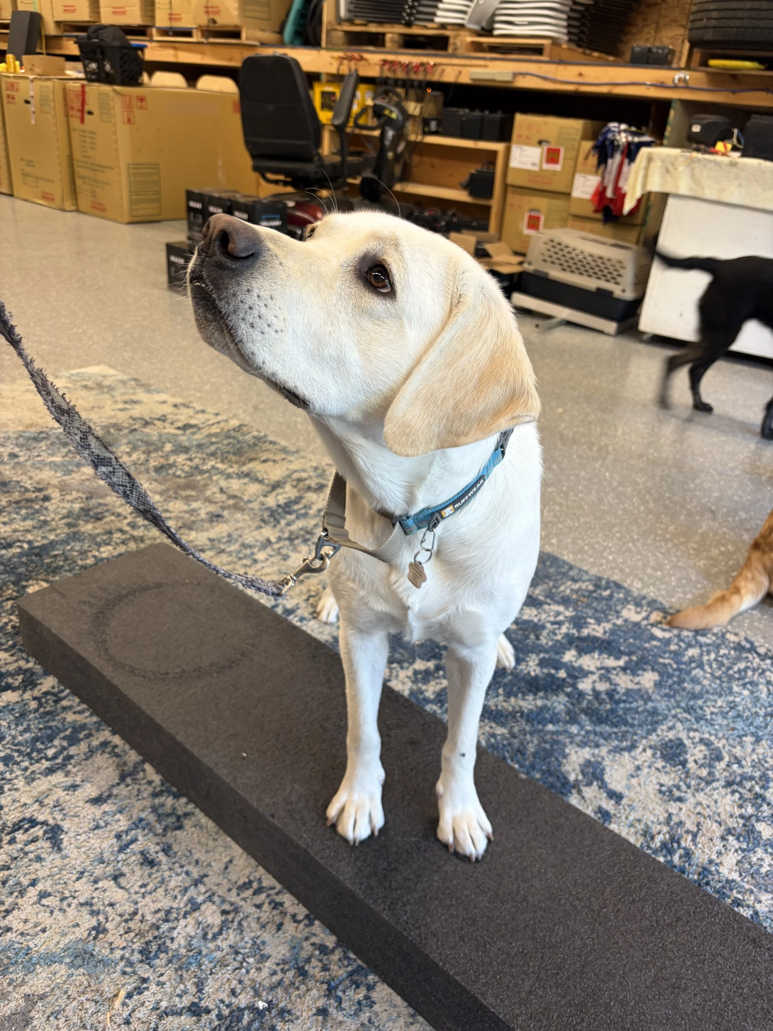 Yellow Labrador Retriever assistance dog in training practicing handling skills in a pet store.