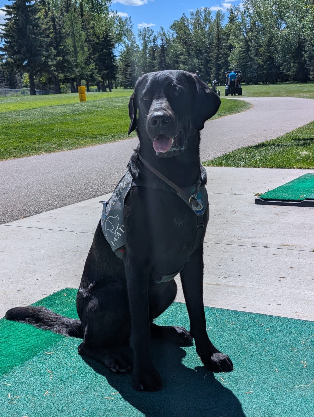 Black Labrador Retriever assistance dog practicing a stay during an outdoor training session.