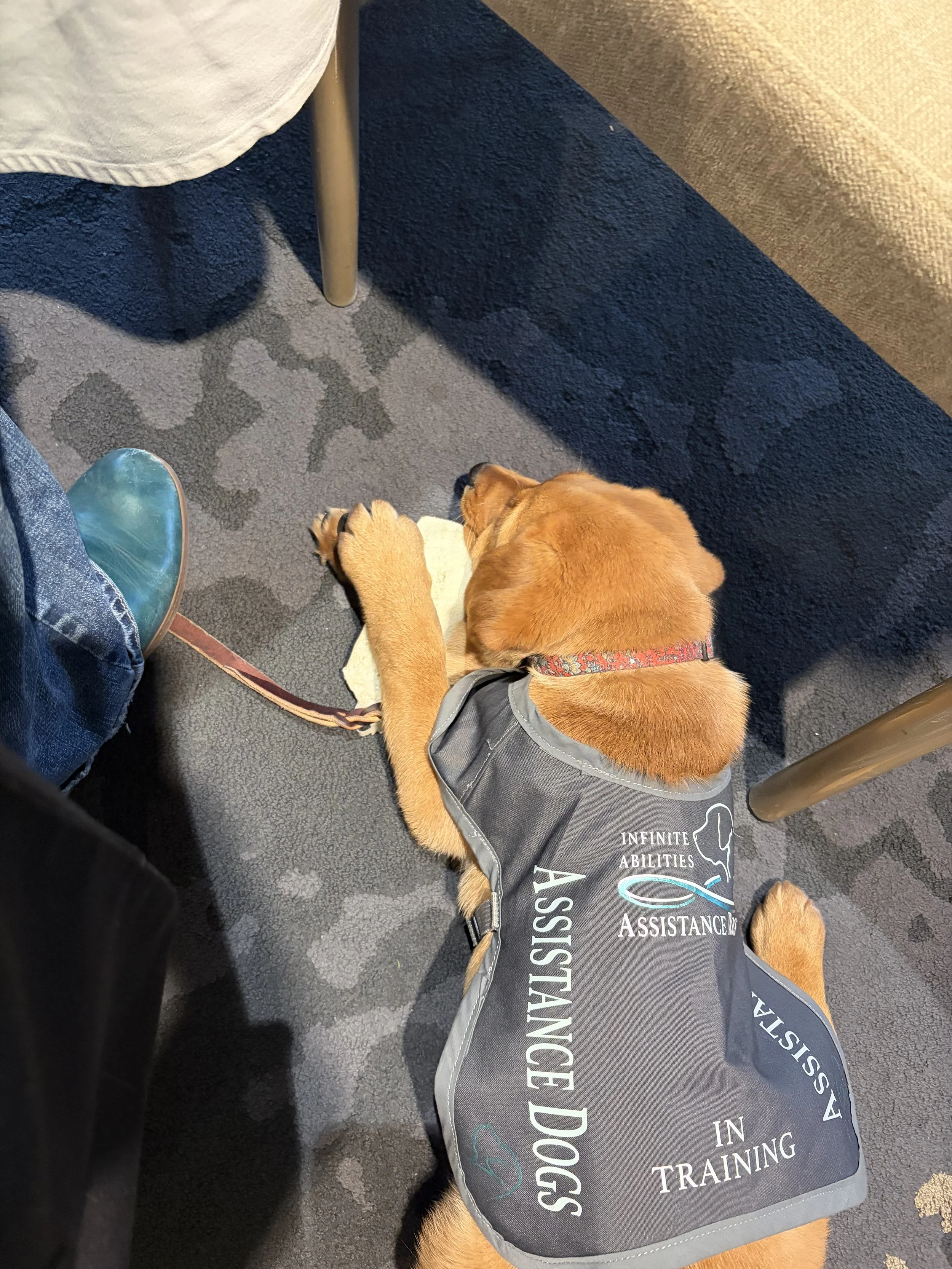 IAAD assistance dog in training wearing an Infinite Abilities Assistance Dogs vest.