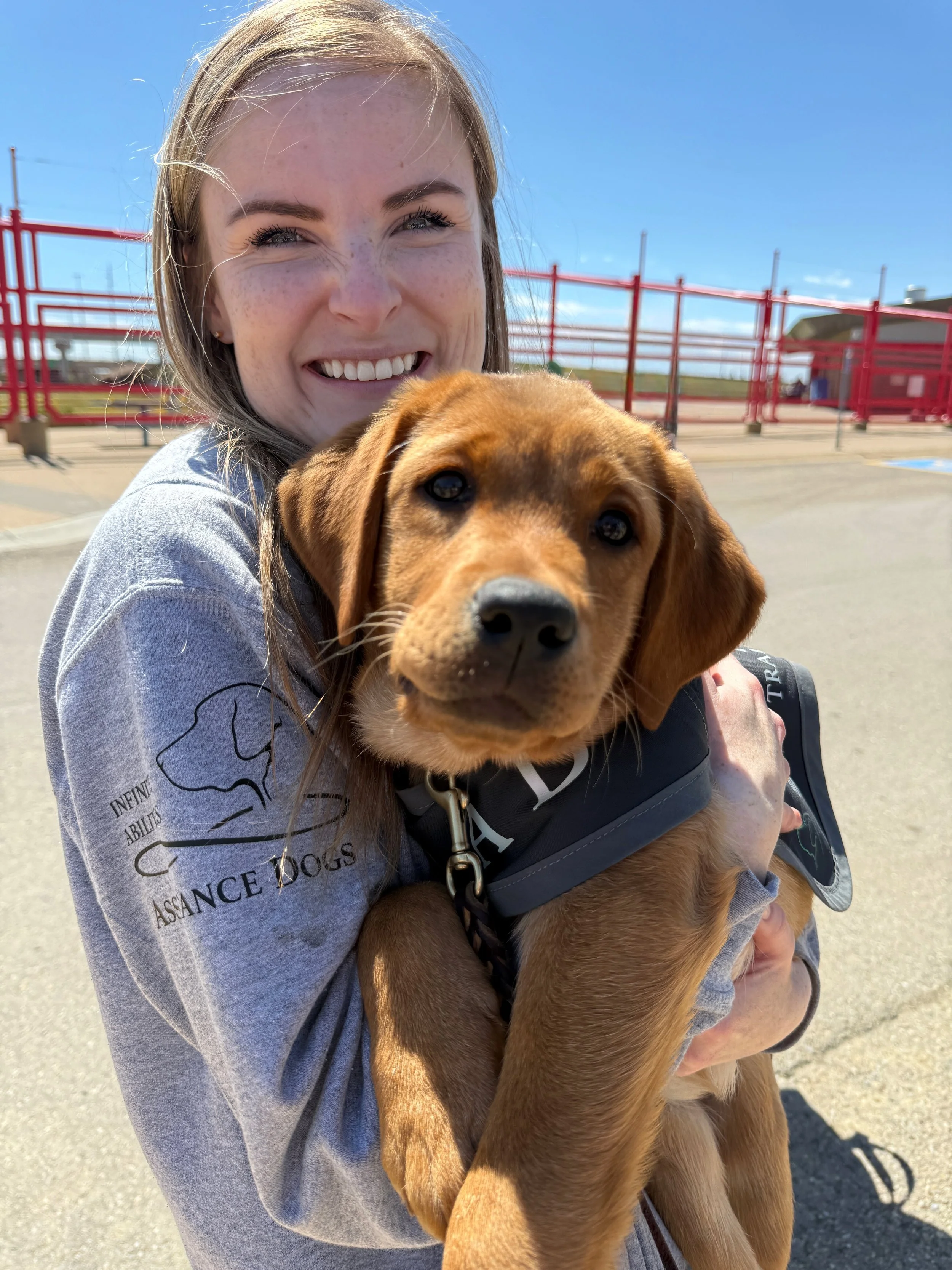 IAAD volunteer holding a young assistance dog puppy during an outdoor socialization outing.