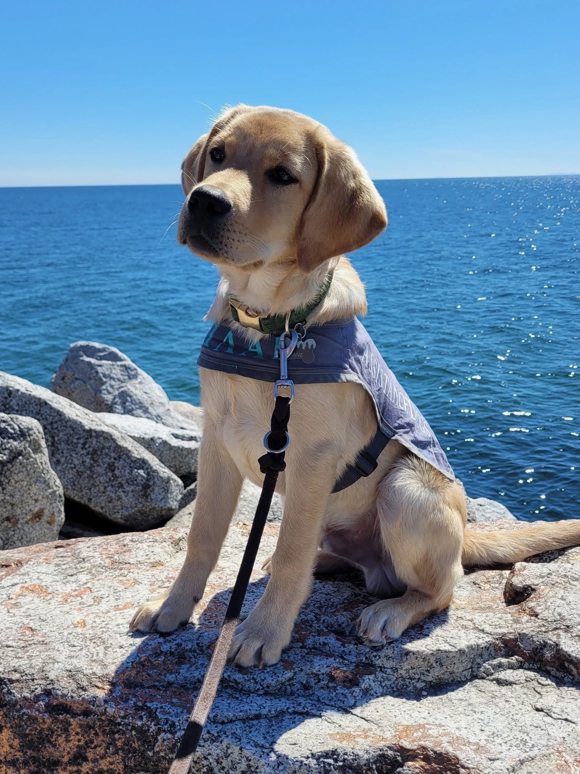 Yellow Labrador Retriever assistance dog puppy wearing an IAAD vest while exploring an outdoor environment.
