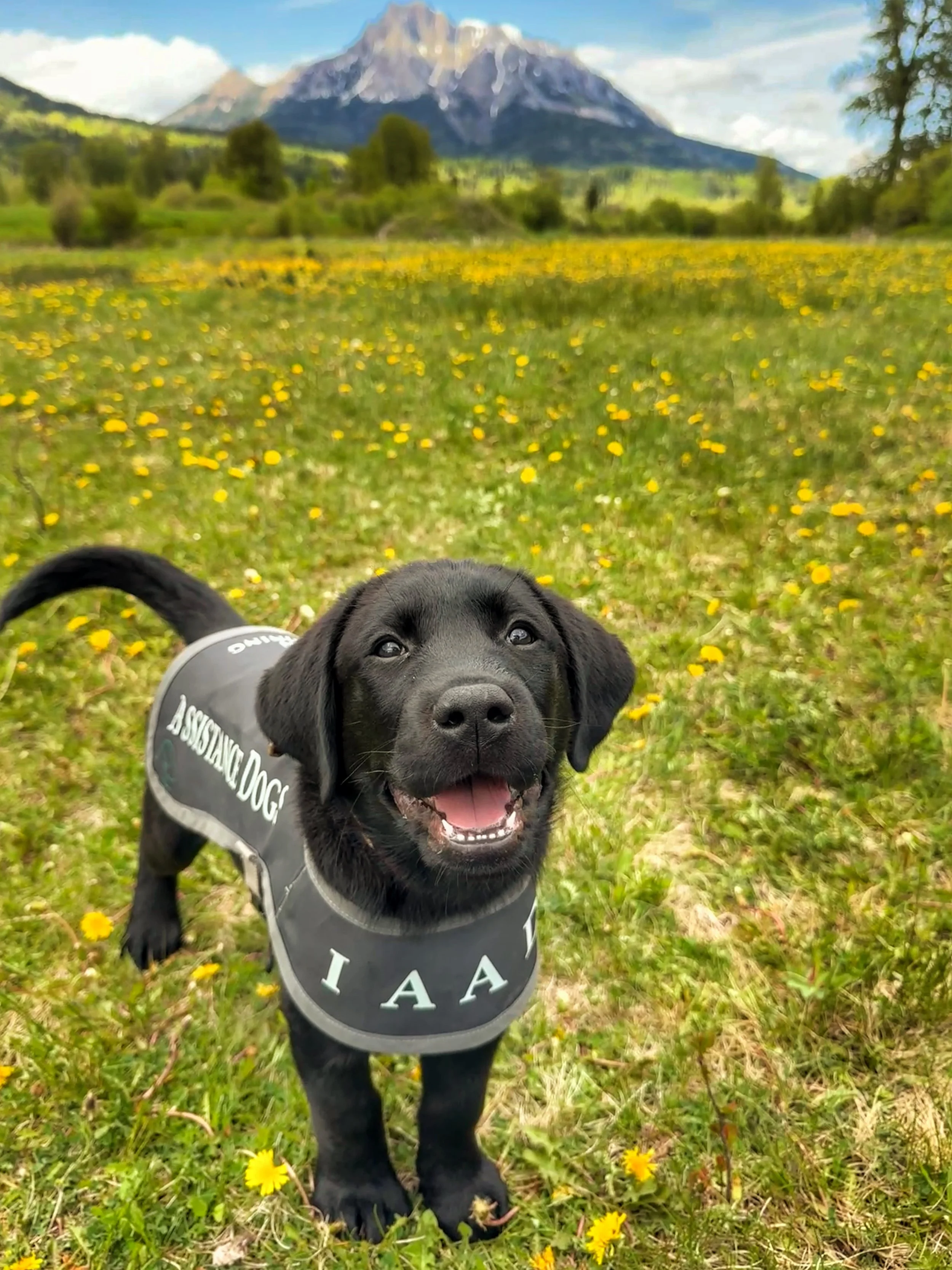 Black Labrador Retriever IAAD assistance dog in training wearing a vest in the Alberta mountains.